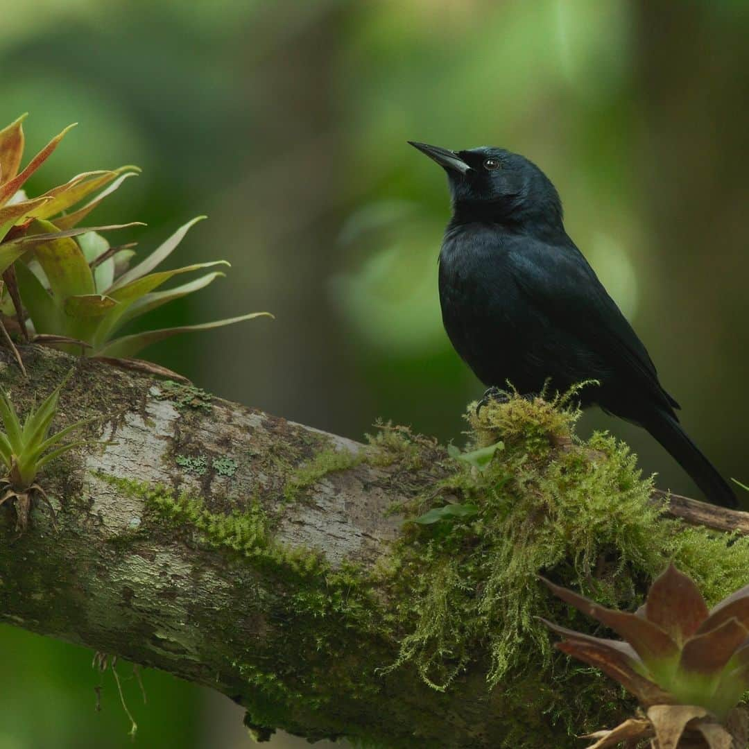 レオナルド・ディカプリオさんのインスタグラム写真 - (レオナルド・ディカプリオInstagram)「Meet the Jamaican Blackbird - the most threatened bird species on the island nation of Jamaica. This unique bird is found only in undisturbed forests where it feeds on insects found in the pineapple-like bromeliad plants growing high in the canopy.  My organization @rewild is proud to support the development of a national action plan with Caribbean partners to better understand and protect this rare species.  "The future survival of this handsome bird depends on protecting and restoring Jamaica's native broadleaf forests, which are phenomenally rich in unique species and provide water and other vital ecosystem services for the whole country," said Dr. Jenny Daltry, Caribbean Alliance director for Re:wild and @faunafloraint.  Photo credit: @schaferpho   #RewildTheCaribbean @bluemountainsjamaica, @birdlifejamaica, @nepajamaica, @cepf_official, @worldbank, @canari_caribbean」12月2日 3時21分 - leonardodicaprio