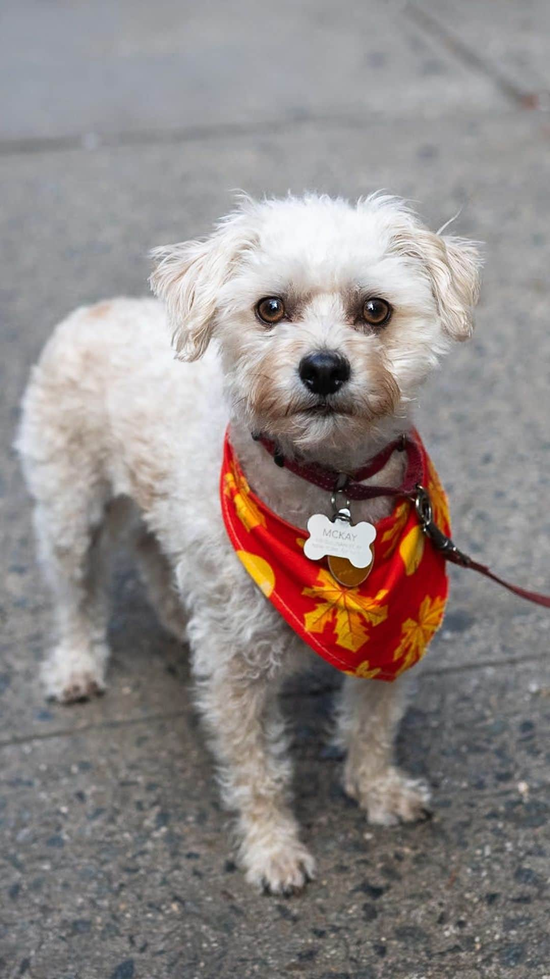 The Dogistのインスタグラム：「Ollie, mix (2.5 y/o), Prince & Mulberry St., New York, NY • “He’s originally from Texas. He’s a little shy around men, but he’s very food motivated. He’s the most emotive dog I’ve ever seen – when he’s sad, he has a full frown. He gets moody when I leave him. My dad will watch him sometimes, and he gets pretty pissed about that. It was amazing to see the transformation from when I first got him to what he is now. He couldn’t walk outside – it took him like, three weeks to fully be able to. He didn’t really know how to be on a leash. He was kind of scared of everything. And now everyone in the neighborhood knows him. He’s a staple.” A rescue via @ruffhouserescue」