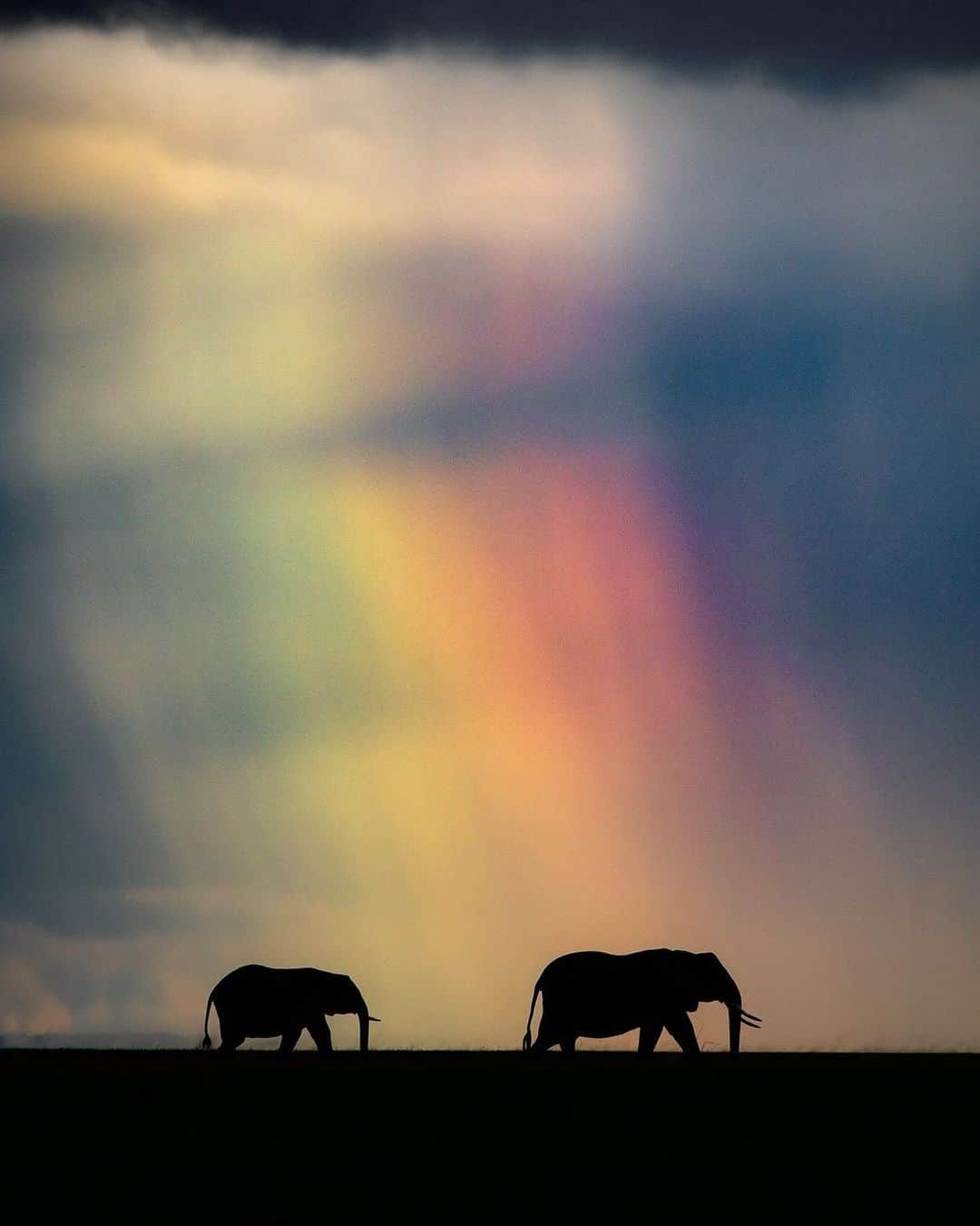 Discover Earthのインスタグラム：「There is gold at the end of the rainbow 🌈🐘   📍 Amboseli National Park, Kenya  🇰🇪 #DiscoverKenya with @hshphotos」