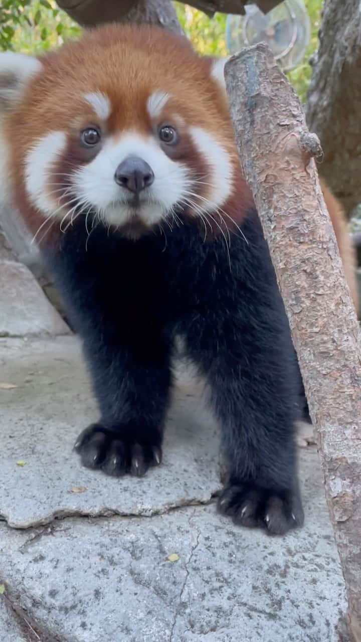 San Diego Zooのインスタグラム：「She sees you when you’re sleeping; she knows when you have snacks 🎋  Despite being labeled as carnivores, red pandas are a little more into greens than meats. They mostly munch on bamboo leaves but also enjoy grass, fruits, and the occasional egg or small animal. Will Pavitra follow in her father’s footsteps and prefer apples? Or is she more of a banana kind of gal? Time will tell.   #RedPanda #Cub #PumpkinSpice #Cutie #SanDiegoZoo」