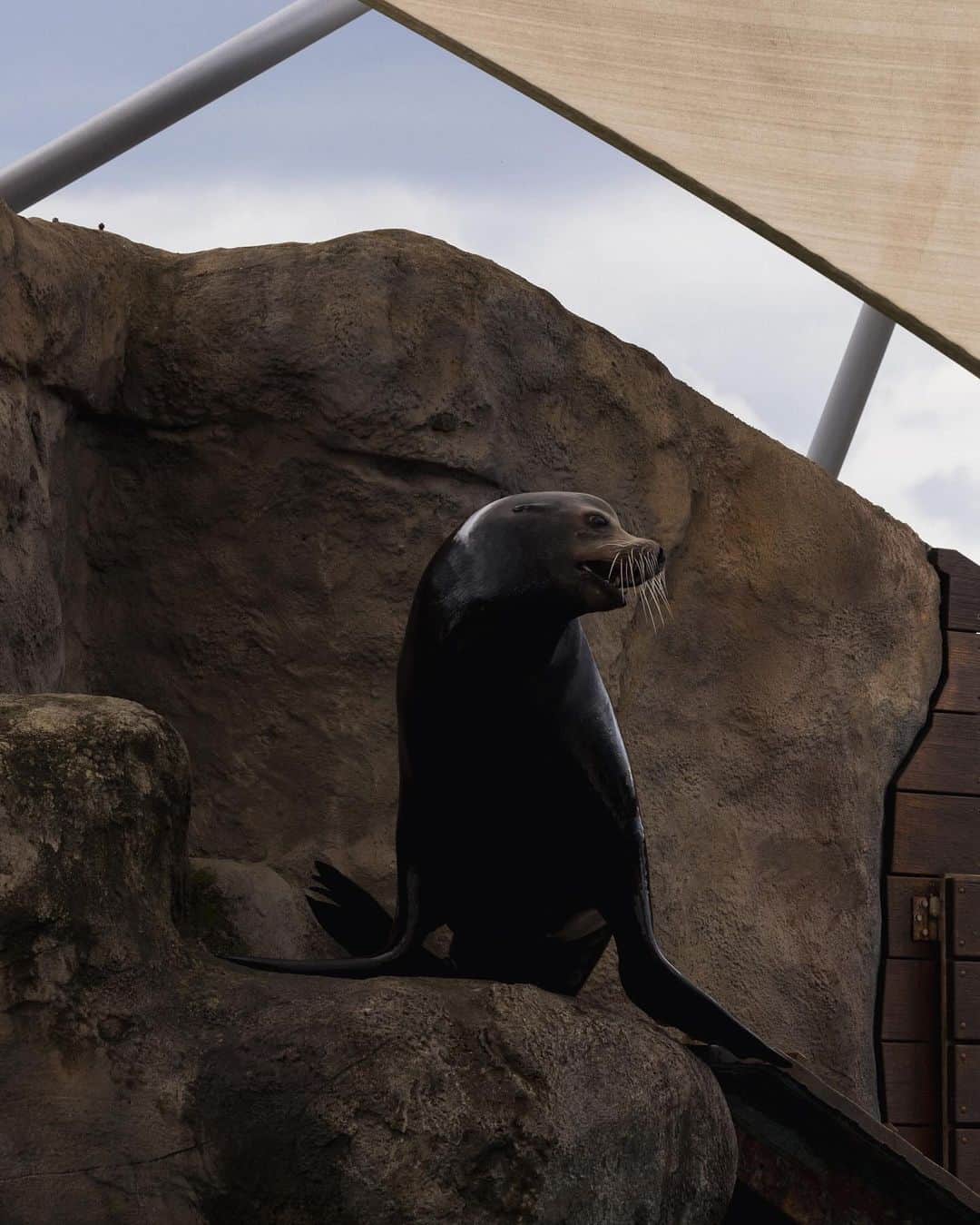 タロンガ動物園のインスタグラム：「Seal-y Saturday 👀  Taronga’s Seals for the Wild Presentation (powered by @redenergyau ⚡️) runs twice daily, at 11am and 2pm 🦭  FREE with Zoo entry ☀️」