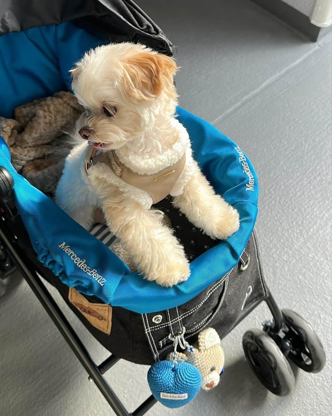 MAYUさんのインスタグラム写真 - (MAYUInstagram)「. きなちゃんとドライブしてアウトレットに行ってみた🐶🚗 アウトレットだとわんこ連れでも気軽にお店に入れるから嬉しい☺️🤍 . きなちゃんもるんるんで楽しそうだった🐶🤍 . . #ootd#fashion#fashionstyle#miumiu#chihuapoo#ちわぷー#チワプー#チワプー男の子#mix犬#佐野プレミアムアウトレット」12月2日 16時53分 - mayu.kina_golf