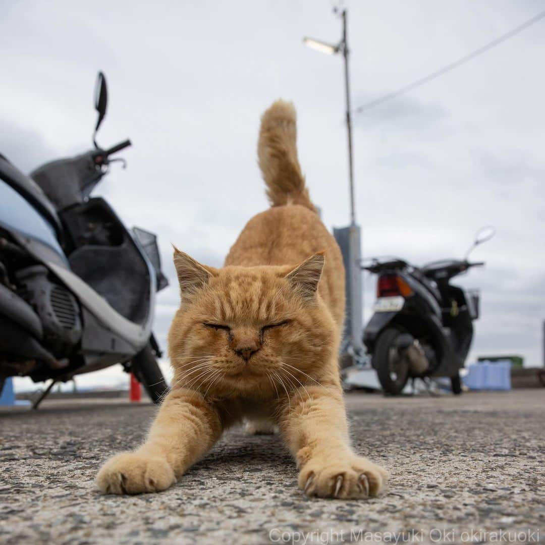 Masayukiのインスタグラム：「のびー。  #cat #ねこ #猫 #東京カメラ部 #nekoclub  #yourshotphotographer  #my_eos_photo」