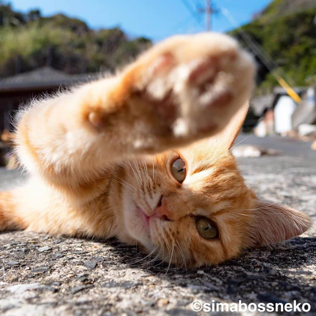 simabossnekoさんのインスタグラム写真 - (simabossnekoInstagram)「・ ほっこり島猫週めくりカレンダー2024 "島猫"セレクション😸✨ NEW "Island Cats Weekly calendar 2024" selection❣️ Swipeしてね←←🐾  ◎全ての写真は「ほっこり島猫 週めくりカレンダー2024」より。 All photos are excerpts from “Island Cats Weekly calendar 2024“  \ 今年もあとわずか🎄/ カレンダーの購入をご予定の方はお早めに🐾  🐱カレンダーラインナップ 【さちカレンダー2024】 ・愛らしい島猫"さち"の姿をおさめています🗓️ ・枚数28枚(両面仕様 計56面) ・初の"週めくり"カレンダー✨  卓上B6週めくり ●minne、メルカリShops内"simabossneko's shop"／メルカリにて  ※大分・深島公式サイト、Cafeむぎでも数量限定で販売中🐾  ・ 【ほっこり島猫週めくりカレンダー2024】 ・53週、ふくふく仲良し。選りすぐりの島猫たちがいっぱい🙌 ・枚数28枚(両面仕様 計56面)の週めくりカレンダー ・六曜、祝日付き  卓上B6 週めくり ●minne、メルカリShops内"simabossneko's shop"／メルカリにて  ・ 【2024 なかよしすぎる島猫カレンダー】 ・MdNコーポレーション製作 ・六曜、二十四節気、雑節、朔望（月相）、イベント、前後月掲載 ・自由に書き込めるフリースペースを用意 ・サイズ：縦30×横40cm（展開時60×40cm）  壁掛月めくり ●Amazon、楽天ブックス等にて  ・ 【ほっこりゆったり毎日島猫日めくりカレンダー2024】 ・翔泳社製作 ・毎日違う島猫の写真が楽しめる366日！ ・お散歩、昼寝、仲良し、じゃれ合いなどなど、様々なシーンを掲載 ・縦100×横140mm、天糊綴じ、370P、スタンド付き  卓上日めくり ●Amazon、楽天ブックス等にて  ・ 【日なたぼっこ猫だよりカレンダー2024】 ・アクティブコーポレーション製作 ・毎年好評のシリーズ。のんびりだらだらな猫たちが、癒しと、人生をちょっとよく生きるメッセージを送ります。 （カレンダー内には 7枚、simabossnekoの写真が採用されています）  卓上月めくり、壁掛月めくりの2タイプ ●ハンズ、アクティブコーポレーション公式ショップ等にて  ☆毎日島猫日めくりカレンダーと日なたぼっこ猫だよりは、さちカレンダーや島猫週めくりカレンダーとのセットを、simabossneko's shopにて販売中✨  ★minne、メルカリShopsへは @simabossneko または @p_nyanco22 のプロフィールリンクからご覧いただけます。  ・ 2024calendars🗓️ Our stock is limited, so you should act now before it is too late!  ●Island Cats Weekly Calendar 2024 53weeks, A lot of selected island cats photos❣️  ●Sachi Weekly Calendar 2024 It is a calendar that shows the lovely island cat "Sachi"💓  These are desktop, B6 size. 28 sheets (56 sides in total with double-sided specifications) Weekly calendar.   We also sell a great set with “Hinatabokko Nekodayori Calendar” and “366days Island cats Day to Day Calendar” 🐾  The 2024 calendars are sold at minne "simabossneko's shop"  ●Shop URL https://minne.com/＠simabossneko  🇺🇸🇰🇷🇹🇼🇭🇰🇦🇺🇫🇷🇩🇪🇮🇹etc. It is possible to purchase and ship the works from overseas. ※ Shipping fee will be charged separately.  You can reach the shop from the profile link of @simabossneko or @p_nyanco22   And, Story highlights also have a link to the shop. Please take a look there too.  #しまねこ #島猫 #ねこ #猫写真 #cats_of_world #catloversclub #pleasantcats #catstagram #meowed #ig_japan #lumixg9」12月2日 8時52分 - simabossneko