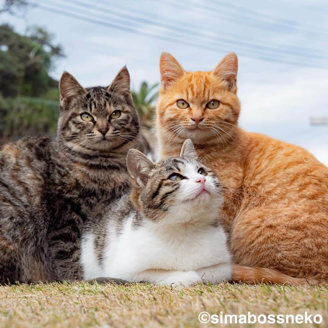 simabossnekoさんのインスタグラム写真 - (simabossnekoInstagram)「・ ほっこり島猫週めくりカレンダー2024 "島猫"セレクション😸✨ NEW "Island Cats Weekly calendar 2024" selection❣️ Swipeしてね←←🐾  ◎全ての写真は「ほっこり島猫 週めくりカレンダー2024」より。 All photos are excerpts from “Island Cats Weekly calendar 2024“  \ 今年もあとわずか🎄/ カレンダーの購入をご予定の方はお早めに🐾  🐱カレンダーラインナップ 【さちカレンダー2024】 ・愛らしい島猫"さち"の姿をおさめています🗓️ ・枚数28枚(両面仕様 計56面) ・初の"週めくり"カレンダー✨  卓上B6週めくり ●minne、メルカリShops内"simabossneko's shop"／メルカリにて  ※大分・深島公式サイト、Cafeむぎでも数量限定で販売中🐾  ・ 【ほっこり島猫週めくりカレンダー2024】 ・53週、ふくふく仲良し。選りすぐりの島猫たちがいっぱい🙌 ・枚数28枚(両面仕様 計56面)の週めくりカレンダー ・六曜、祝日付き  卓上B6 週めくり ●minne、メルカリShops内"simabossneko's shop"／メルカリにて  ・ 【2024 なかよしすぎる島猫カレンダー】 ・MdNコーポレーション製作 ・六曜、二十四節気、雑節、朔望（月相）、イベント、前後月掲載 ・自由に書き込めるフリースペースを用意 ・サイズ：縦30×横40cm（展開時60×40cm）  壁掛月めくり ●Amazon、楽天ブックス等にて  ・ 【ほっこりゆったり毎日島猫日めくりカレンダー2024】 ・翔泳社製作 ・毎日違う島猫の写真が楽しめる366日！ ・お散歩、昼寝、仲良し、じゃれ合いなどなど、様々なシーンを掲載 ・縦100×横140mm、天糊綴じ、370P、スタンド付き  卓上日めくり ●Amazon、楽天ブックス等にて  ・ 【日なたぼっこ猫だよりカレンダー2024】 ・アクティブコーポレーション製作 ・毎年好評のシリーズ。のんびりだらだらな猫たちが、癒しと、人生をちょっとよく生きるメッセージを送ります。 （カレンダー内には 7枚、simabossnekoの写真が採用されています）  卓上月めくり、壁掛月めくりの2タイプ ●ハンズ、アクティブコーポレーション公式ショップ等にて  ☆毎日島猫日めくりカレンダーと日なたぼっこ猫だよりは、さちカレンダーや島猫週めくりカレンダーとのセットを、simabossneko's shopにて販売中✨  ★minne、メルカリShopsへは @simabossneko または @p_nyanco22 のプロフィールリンクからご覧いただけます。  ・ 2024calendars🗓️ Our stock is limited, so you should act now before it is too late!  ●Island Cats Weekly Calendar 2024 53weeks, A lot of selected island cats photos❣️  ●Sachi Weekly Calendar 2024 It is a calendar that shows the lovely island cat "Sachi"💓  These are desktop, B6 size. 28 sheets (56 sides in total with double-sided specifications) Weekly calendar.   We also sell a great set with “Hinatabokko Nekodayori Calendar” and “366days Island cats Day to Day Calendar” 🐾  The 2024 calendars are sold at minne "simabossneko's shop"  ●Shop URL https://minne.com/＠simabossneko  🇺🇸🇰🇷🇹🇼🇭🇰🇦🇺🇫🇷🇩🇪🇮🇹etc. It is possible to purchase and ship the works from overseas. ※ Shipping fee will be charged separately.  You can reach the shop from the profile link of @simabossneko or @p_nyanco22   And, Story highlights also have a link to the shop. Please take a look there too.  #しまねこ #島猫 #ねこ #猫写真 #cats_of_world #catloversclub #pleasantcats #catstagram #meowed #ig_japan #lumixg9」12月2日 8時52分 - simabossneko