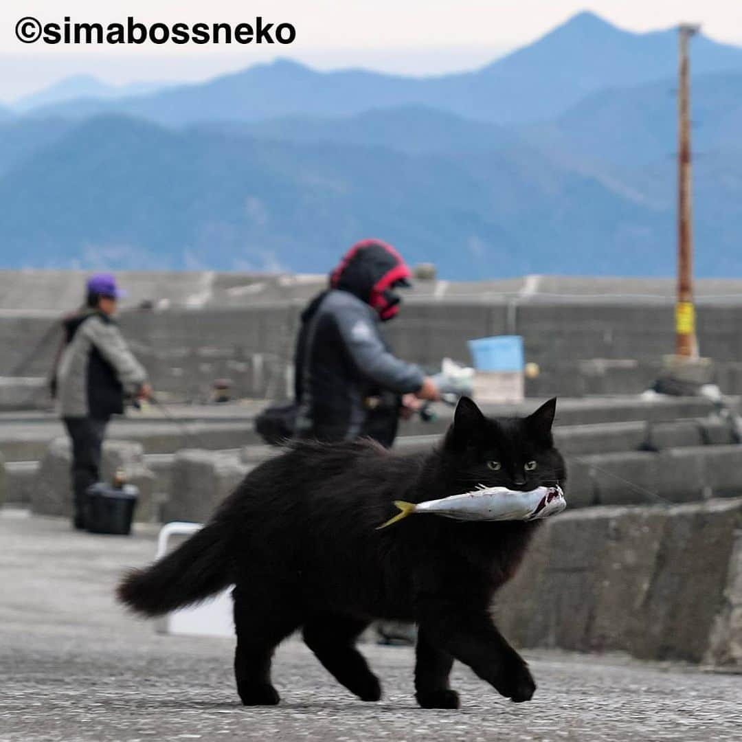 simabossnekoさんのインスタグラム写真 - (simabossnekoInstagram)「・ ほっこり島猫週めくりカレンダー2024 "島猫"セレクション😸✨ NEW "Island Cats Weekly calendar 2024" selection❣️ Swipeしてね←←🐾  ◎全ての写真は「ほっこり島猫 週めくりカレンダー2024」より。 All photos are excerpts from “Island Cats Weekly calendar 2024“  \ 今年もあとわずか🎄/ カレンダーの購入をご予定の方はお早めに🐾  🐱カレンダーラインナップ 【さちカレンダー2024】 ・愛らしい島猫"さち"の姿をおさめています🗓️ ・枚数28枚(両面仕様 計56面) ・初の"週めくり"カレンダー✨  卓上B6週めくり ●minne、メルカリShops内"simabossneko's shop"／メルカリにて  ※大分・深島公式サイト、Cafeむぎでも数量限定で販売中🐾  ・ 【ほっこり島猫週めくりカレンダー2024】 ・53週、ふくふく仲良し。選りすぐりの島猫たちがいっぱい🙌 ・枚数28枚(両面仕様 計56面)の週めくりカレンダー ・六曜、祝日付き  卓上B6 週めくり ●minne、メルカリShops内"simabossneko's shop"／メルカリにて  ・ 【2024 なかよしすぎる島猫カレンダー】 ・MdNコーポレーション製作 ・六曜、二十四節気、雑節、朔望（月相）、イベント、前後月掲載 ・自由に書き込めるフリースペースを用意 ・サイズ：縦30×横40cm（展開時60×40cm）  壁掛月めくり ●Amazon、楽天ブックス等にて  ・ 【ほっこりゆったり毎日島猫日めくりカレンダー2024】 ・翔泳社製作 ・毎日違う島猫の写真が楽しめる366日！ ・お散歩、昼寝、仲良し、じゃれ合いなどなど、様々なシーンを掲載 ・縦100×横140mm、天糊綴じ、370P、スタンド付き  卓上日めくり ●Amazon、楽天ブックス等にて  ・ 【日なたぼっこ猫だよりカレンダー2024】 ・アクティブコーポレーション製作 ・毎年好評のシリーズ。のんびりだらだらな猫たちが、癒しと、人生をちょっとよく生きるメッセージを送ります。 （カレンダー内には 7枚、simabossnekoの写真が採用されています）  卓上月めくり、壁掛月めくりの2タイプ ●ハンズ、アクティブコーポレーション公式ショップ等にて  ☆毎日島猫日めくりカレンダーと日なたぼっこ猫だよりは、さちカレンダーや島猫週めくりカレンダーとのセットを、simabossneko's shopにて販売中✨  ★minne、メルカリShopsへは @simabossneko または @p_nyanco22 のプロフィールリンクからご覧いただけます。  ・ 2024calendars🗓️ Our stock is limited, so you should act now before it is too late!  ●Island Cats Weekly Calendar 2024 53weeks, A lot of selected island cats photos❣️  ●Sachi Weekly Calendar 2024 It is a calendar that shows the lovely island cat "Sachi"💓  These are desktop, B6 size. 28 sheets (56 sides in total with double-sided specifications) Weekly calendar.   We also sell a great set with “Hinatabokko Nekodayori Calendar” and “366days Island cats Day to Day Calendar” 🐾  The 2024 calendars are sold at minne "simabossneko's shop"  ●Shop URL https://minne.com/＠simabossneko  🇺🇸🇰🇷🇹🇼🇭🇰🇦🇺🇫🇷🇩🇪🇮🇹etc. It is possible to purchase and ship the works from overseas. ※ Shipping fee will be charged separately.  You can reach the shop from the profile link of @simabossneko or @p_nyanco22   And, Story highlights also have a link to the shop. Please take a look there too.  #しまねこ #島猫 #ねこ #猫写真 #cats_of_world #catloversclub #pleasantcats #catstagram #meowed #ig_japan #lumixg9」12月2日 8時52分 - simabossneko