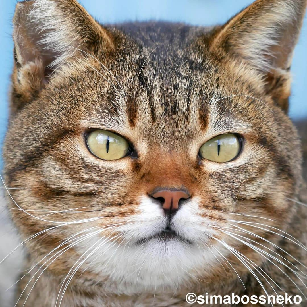 simabossnekoさんのインスタグラム写真 - (simabossnekoInstagram)「・ ほっこり島猫週めくりカレンダー2024 "島猫"セレクション😸✨ NEW "Island Cats Weekly calendar 2024" selection❣️ Swipeしてね←←🐾  ◎全ての写真は「ほっこり島猫 週めくりカレンダー2024」より。 All photos are excerpts from “Island Cats Weekly calendar 2024“  \ 今年もあとわずか🎄/ カレンダーの購入をご予定の方はお早めに🐾  🐱カレンダーラインナップ 【さちカレンダー2024】 ・愛らしい島猫"さち"の姿をおさめています🗓️ ・枚数28枚(両面仕様 計56面) ・初の"週めくり"カレンダー✨  卓上B6週めくり ●minne、メルカリShops内"simabossneko's shop"／メルカリにて  ※大分・深島公式サイト、Cafeむぎでも数量限定で販売中🐾  ・ 【ほっこり島猫週めくりカレンダー2024】 ・53週、ふくふく仲良し。選りすぐりの島猫たちがいっぱい🙌 ・枚数28枚(両面仕様 計56面)の週めくりカレンダー ・六曜、祝日付き  卓上B6 週めくり ●minne、メルカリShops内"simabossneko's shop"／メルカリにて  ・ 【2024 なかよしすぎる島猫カレンダー】 ・MdNコーポレーション製作 ・六曜、二十四節気、雑節、朔望（月相）、イベント、前後月掲載 ・自由に書き込めるフリースペースを用意 ・サイズ：縦30×横40cm（展開時60×40cm）  壁掛月めくり ●Amazon、楽天ブックス等にて  ・ 【ほっこりゆったり毎日島猫日めくりカレンダー2024】 ・翔泳社製作 ・毎日違う島猫の写真が楽しめる366日！ ・お散歩、昼寝、仲良し、じゃれ合いなどなど、様々なシーンを掲載 ・縦100×横140mm、天糊綴じ、370P、スタンド付き  卓上日めくり ●Amazon、楽天ブックス等にて  ・ 【日なたぼっこ猫だよりカレンダー2024】 ・アクティブコーポレーション製作 ・毎年好評のシリーズ。のんびりだらだらな猫たちが、癒しと、人生をちょっとよく生きるメッセージを送ります。 （カレンダー内には 7枚、simabossnekoの写真が採用されています）  卓上月めくり、壁掛月めくりの2タイプ ●ハンズ、アクティブコーポレーション公式ショップ等にて  ☆毎日島猫日めくりカレンダーと日なたぼっこ猫だよりは、さちカレンダーや島猫週めくりカレンダーとのセットを、simabossneko's shopにて販売中✨  ★minne、メルカリShopsへは @simabossneko または @p_nyanco22 のプロフィールリンクからご覧いただけます。  ・ 2024calendars🗓️ Our stock is limited, so you should act now before it is too late!  ●Island Cats Weekly Calendar 2024 53weeks, A lot of selected island cats photos❣️  ●Sachi Weekly Calendar 2024 It is a calendar that shows the lovely island cat "Sachi"💓  These are desktop, B6 size. 28 sheets (56 sides in total with double-sided specifications) Weekly calendar.   We also sell a great set with “Hinatabokko Nekodayori Calendar” and “366days Island cats Day to Day Calendar” 🐾  The 2024 calendars are sold at minne "simabossneko's shop"  ●Shop URL https://minne.com/＠simabossneko  🇺🇸🇰🇷🇹🇼🇭🇰🇦🇺🇫🇷🇩🇪🇮🇹etc. It is possible to purchase and ship the works from overseas. ※ Shipping fee will be charged separately.  You can reach the shop from the profile link of @simabossneko or @p_nyanco22   And, Story highlights also have a link to the shop. Please take a look there too.  #しまねこ #島猫 #ねこ #猫写真 #cats_of_world #catloversclub #pleasantcats #catstagram #meowed #ig_japan #lumixg9」12月2日 8時52分 - simabossneko