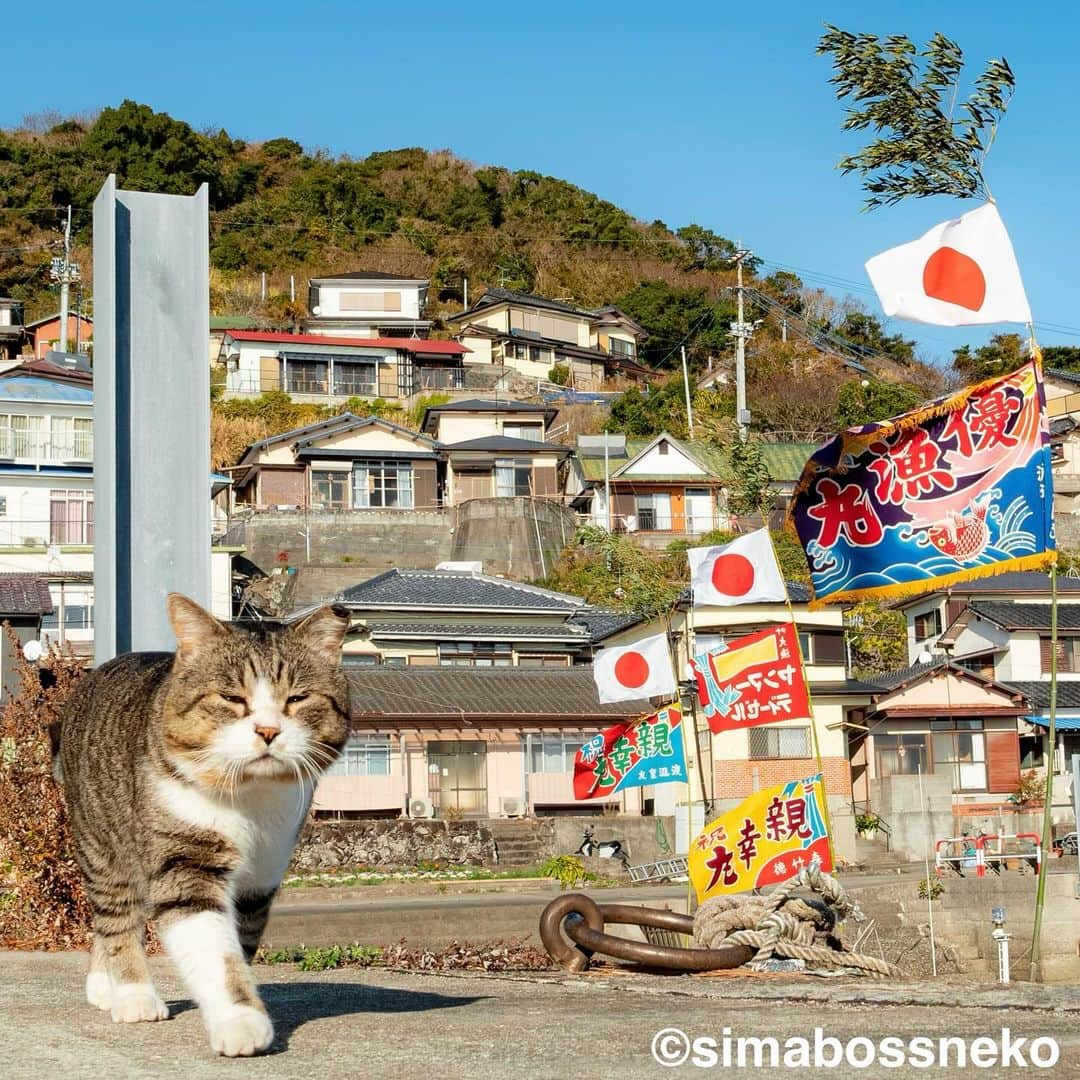 simabossnekoさんのインスタグラム写真 - (simabossnekoInstagram)「・ ほっこり島猫週めくりカレンダー2024 "島猫"セレクション😸✨ NEW "Island Cats Weekly calendar 2024" selection❣️ Swipeしてね←←🐾  ◎全ての写真は「ほっこり島猫 週めくりカレンダー2024」より。 All photos are excerpts from “Island Cats Weekly calendar 2024“  \ 今年もあとわずか🎄/ カレンダーの購入をご予定の方はお早めに🐾  🐱カレンダーラインナップ 【さちカレンダー2024】 ・愛らしい島猫"さち"の姿をおさめています🗓️ ・枚数28枚(両面仕様 計56面) ・初の"週めくり"カレンダー✨  卓上B6週めくり ●minne、メルカリShops内"simabossneko's shop"／メルカリにて  ※大分・深島公式サイト、Cafeむぎでも数量限定で販売中🐾  ・ 【ほっこり島猫週めくりカレンダー2024】 ・53週、ふくふく仲良し。選りすぐりの島猫たちがいっぱい🙌 ・枚数28枚(両面仕様 計56面)の週めくりカレンダー ・六曜、祝日付き  卓上B6 週めくり ●minne、メルカリShops内"simabossneko's shop"／メルカリにて  ・ 【2024 なかよしすぎる島猫カレンダー】 ・MdNコーポレーション製作 ・六曜、二十四節気、雑節、朔望（月相）、イベント、前後月掲載 ・自由に書き込めるフリースペースを用意 ・サイズ：縦30×横40cm（展開時60×40cm）  壁掛月めくり ●Amazon、楽天ブックス等にて  ・ 【ほっこりゆったり毎日島猫日めくりカレンダー2024】 ・翔泳社製作 ・毎日違う島猫の写真が楽しめる366日！ ・お散歩、昼寝、仲良し、じゃれ合いなどなど、様々なシーンを掲載 ・縦100×横140mm、天糊綴じ、370P、スタンド付き  卓上日めくり ●Amazon、楽天ブックス等にて  ・ 【日なたぼっこ猫だよりカレンダー2024】 ・アクティブコーポレーション製作 ・毎年好評のシリーズ。のんびりだらだらな猫たちが、癒しと、人生をちょっとよく生きるメッセージを送ります。 （カレンダー内には 7枚、simabossnekoの写真が採用されています）  卓上月めくり、壁掛月めくりの2タイプ ●ハンズ、アクティブコーポレーション公式ショップ等にて  ☆毎日島猫日めくりカレンダーと日なたぼっこ猫だよりは、さちカレンダーや島猫週めくりカレンダーとのセットを、simabossneko's shopにて販売中✨  ★minne、メルカリShopsへは @simabossneko または @p_nyanco22 のプロフィールリンクからご覧いただけます。  ・ 2024calendars🗓️ Our stock is limited, so you should act now before it is too late!  ●Island Cats Weekly Calendar 2024 53weeks, A lot of selected island cats photos❣️  ●Sachi Weekly Calendar 2024 It is a calendar that shows the lovely island cat "Sachi"💓  These are desktop, B6 size. 28 sheets (56 sides in total with double-sided specifications) Weekly calendar.   We also sell a great set with “Hinatabokko Nekodayori Calendar” and “366days Island cats Day to Day Calendar” 🐾  The 2024 calendars are sold at minne "simabossneko's shop"  ●Shop URL https://minne.com/＠simabossneko  🇺🇸🇰🇷🇹🇼🇭🇰🇦🇺🇫🇷🇩🇪🇮🇹etc. It is possible to purchase and ship the works from overseas. ※ Shipping fee will be charged separately.  You can reach the shop from the profile link of @simabossneko or @p_nyanco22   And, Story highlights also have a link to the shop. Please take a look there too.  #しまねこ #島猫 #ねこ #猫写真 #cats_of_world #catloversclub #pleasantcats #catstagram #meowed #ig_japan #lumixg9」12月2日 8時52分 - simabossneko