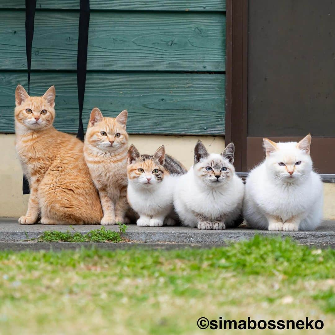 simabossnekoのインスタグラム：「・ ほっこり島猫週めくりカレンダー2024 "島猫"セレクション😸✨ NEW "Island Cats Weekly calendar 2024" selection❣️ Swipeしてね←←🐾  ◎全ての写真は「ほっこり島猫 週めくりカレンダー2024」より。 All photos are excerpts from “Island Cats Weekly calendar 2024“  \ 今年もあとわずか🎄/ カレンダーの購入をご予定の方はお早めに🐾  🐱カレンダーラインナップ 【さちカレンダー2024】 ・愛らしい島猫"さち"の姿をおさめています🗓️ ・枚数28枚(両面仕様 計56面) ・初の"週めくり"カレンダー✨  卓上B6週めくり ●minne、メルカリShops内"simabossneko's shop"／メルカリにて  ※大分・深島公式サイト、Cafeむぎでも数量限定で販売中🐾  ・ 【ほっこり島猫週めくりカレンダー2024】 ・53週、ふくふく仲良し。選りすぐりの島猫たちがいっぱい🙌 ・枚数28枚(両面仕様 計56面)の週めくりカレンダー ・六曜、祝日付き  卓上B6 週めくり ●minne、メルカリShops内"simabossneko's shop"／メルカリにて  ・ 【2024 なかよしすぎる島猫カレンダー】 ・MdNコーポレーション製作 ・六曜、二十四節気、雑節、朔望（月相）、イベント、前後月掲載 ・自由に書き込めるフリースペースを用意 ・サイズ：縦30×横40cm（展開時60×40cm）  壁掛月めくり ●Amazon、楽天ブックス等にて  ・ 【ほっこりゆったり毎日島猫日めくりカレンダー2024】 ・翔泳社製作 ・毎日違う島猫の写真が楽しめる366日！ ・お散歩、昼寝、仲良し、じゃれ合いなどなど、様々なシーンを掲載 ・縦100×横140mm、天糊綴じ、370P、スタンド付き  卓上日めくり ●Amazon、楽天ブックス等にて  ・ 【日なたぼっこ猫だよりカレンダー2024】 ・アクティブコーポレーション製作 ・毎年好評のシリーズ。のんびりだらだらな猫たちが、癒しと、人生をちょっとよく生きるメッセージを送ります。 （カレンダー内には 7枚、simabossnekoの写真が採用されています）  卓上月めくり、壁掛月めくりの2タイプ ●ハンズ、アクティブコーポレーション公式ショップ等にて  ☆毎日島猫日めくりカレンダーと日なたぼっこ猫だよりは、さちカレンダーや島猫週めくりカレンダーとのセットを、simabossneko's shopにて販売中✨  ★minne、メルカリShopsへは @simabossneko または @p_nyanco22 のプロフィールリンクからご覧いただけます。  ・ 2024calendars🗓️ Our stock is limited, so you should act now before it is too late!  ●Island Cats Weekly Calendar 2024 53weeks, A lot of selected island cats photos❣️  ●Sachi Weekly Calendar 2024 It is a calendar that shows the lovely island cat "Sachi"💓  These are desktop, B6 size. 28 sheets (56 sides in total with double-sided specifications) Weekly calendar.   We also sell a great set with “Hinatabokko Nekodayori Calendar” and “366days Island cats Day to Day Calendar” 🐾  The 2024 calendars are sold at minne "simabossneko's shop"  ●Shop URL https://minne.com/＠simabossneko  🇺🇸🇰🇷🇹🇼🇭🇰🇦🇺🇫🇷🇩🇪🇮🇹etc. It is possible to purchase and ship the works from overseas. ※ Shipping fee will be charged separately.  You can reach the shop from the profile link of @simabossneko or @p_nyanco22   And, Story highlights also have a link to the shop. Please take a look there too.  #しまねこ #島猫 #ねこ #猫写真 #cats_of_world #catloversclub #pleasantcats #catstagram #meowed #ig_japan #lumixg9」