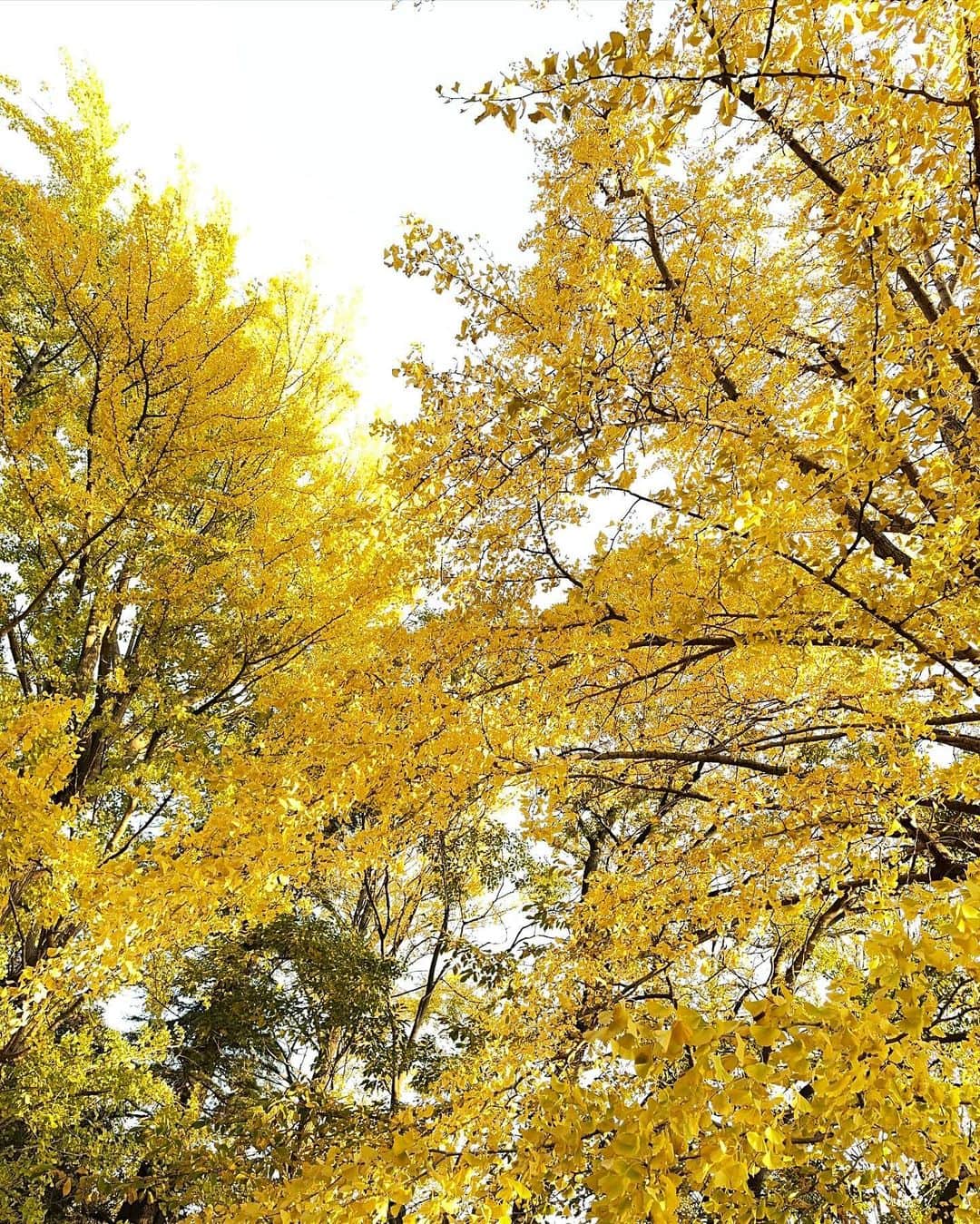 村上麻衣さんのインスタグラム写真 - (村上麻衣Instagram)「おはようございます。  終わりかけのイチョウが、絨毯になっていて 綺麗でした✨  いま「がんばる時期」にいる私。  はい、がんばります。笑  #ポートレート#portrait#秋 #秋の終わり」12月2日 8時59分 - maimaisue