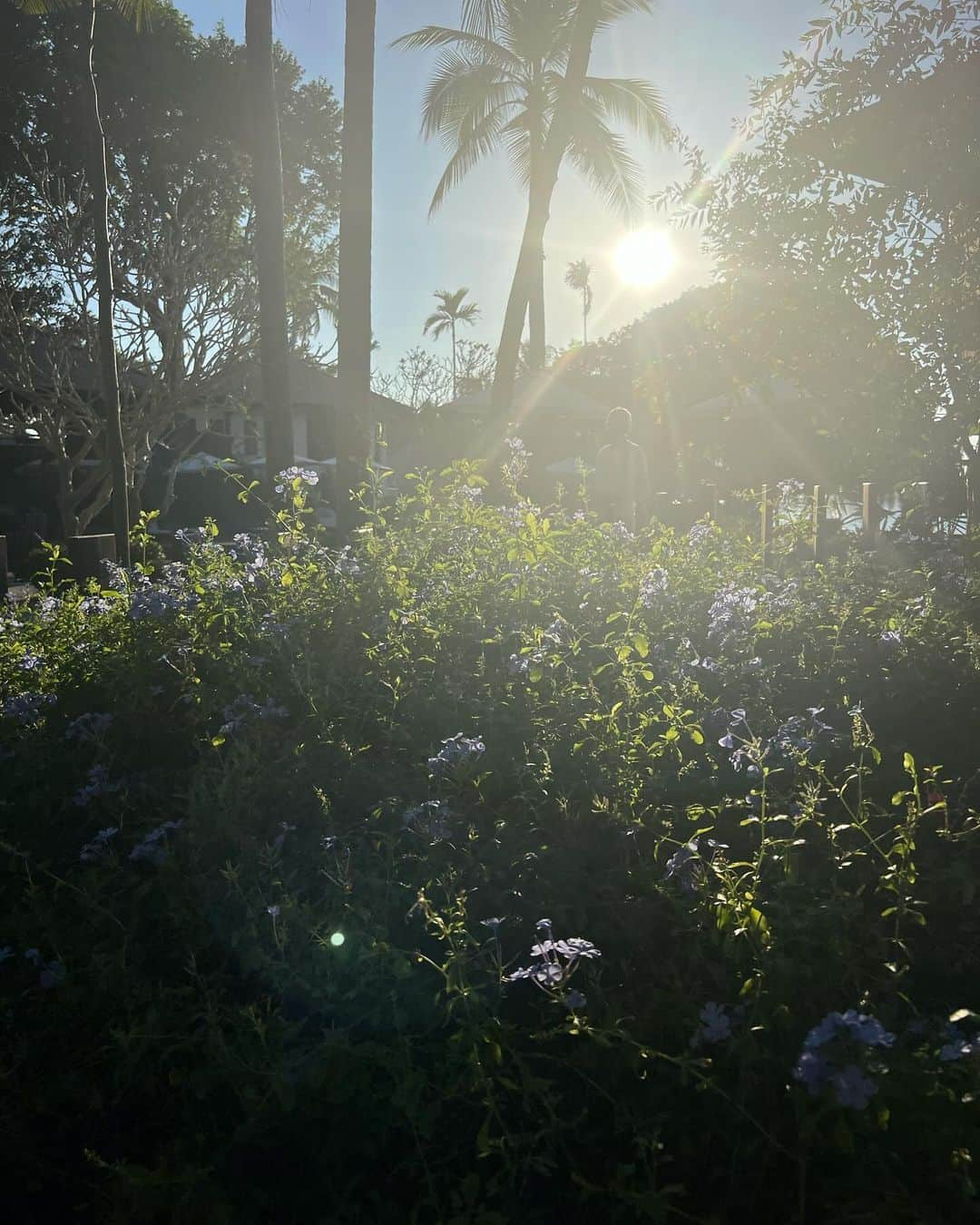 イプシー・キーラティのインスタグラム：「💜🍃」