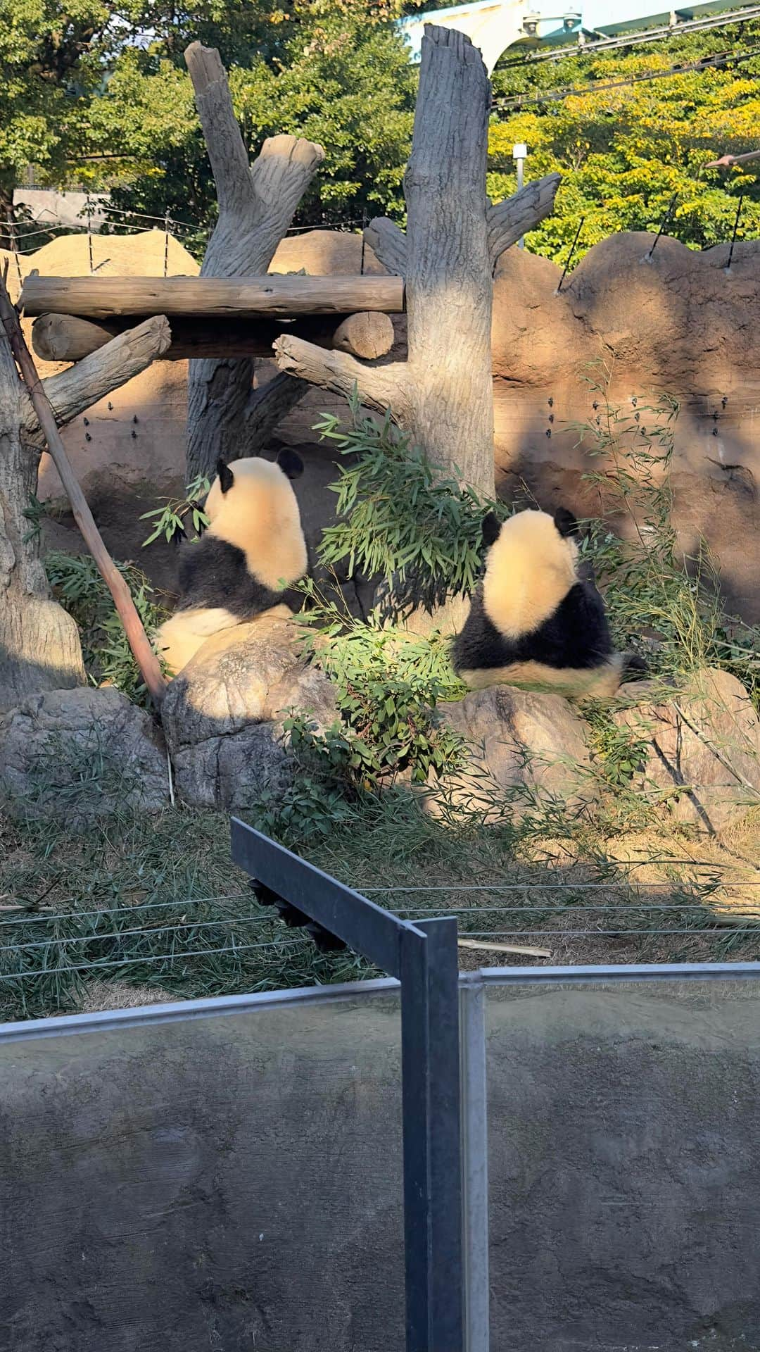 富田麻帆のインスタグラム：「上野動物園のシャオシャオとレイレイ🐼  食べることに夢中。 2匹並んでて可愛い♡  #上野動物園 #パンダ #シャオシャオ #レイレイ #シャオシャオレイレイ」