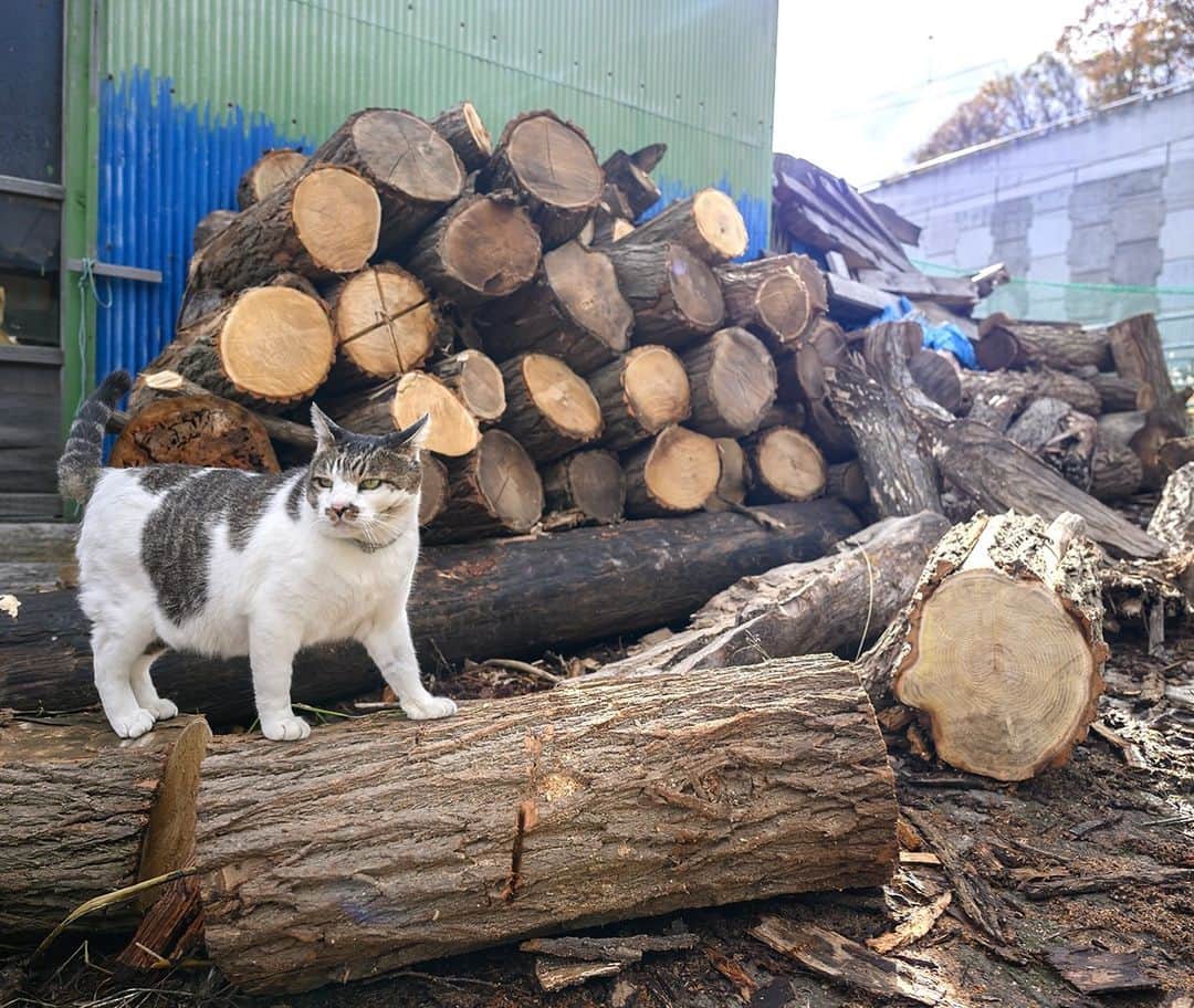 土肥美帆のインスタグラム：「😸 ・ 冬支度  今年の冬は早く来た‼️  ケンジが薪、割ったった！ みたいな顔してて、 めんこい❣️  来週には手ぬぐいの販売できそうです。 新作のクリアファイルもあります！ お楽しみに( › ·̮ ‹ )  イベントもたくさんあるので、 どうぞよろしくお願いします❤️ 9日のお昼から富士フォトギャラリー 在廊します。  今日もご機嫌な1日をだべや(=･ω･=)🍀  【イベント】 ⚫︎12月8日〜14日 銀座　富士フォトギャリーでグループ展 「ねこ写真展」（9日〜12日在廊予定） ⚫︎12月12日 よみうりカルチャーで1日講座 猫写真家 沖 昌之×土肥 美帆トークイベント 「猫写真で笑顔を増やすことはできる？」 ⚫︎15日〜20日 富士フイルムフォトサロン 札幌で 企画展「気ままなボス猫ケンジ」  オールケンジです。 よろしくお願いします❤️」