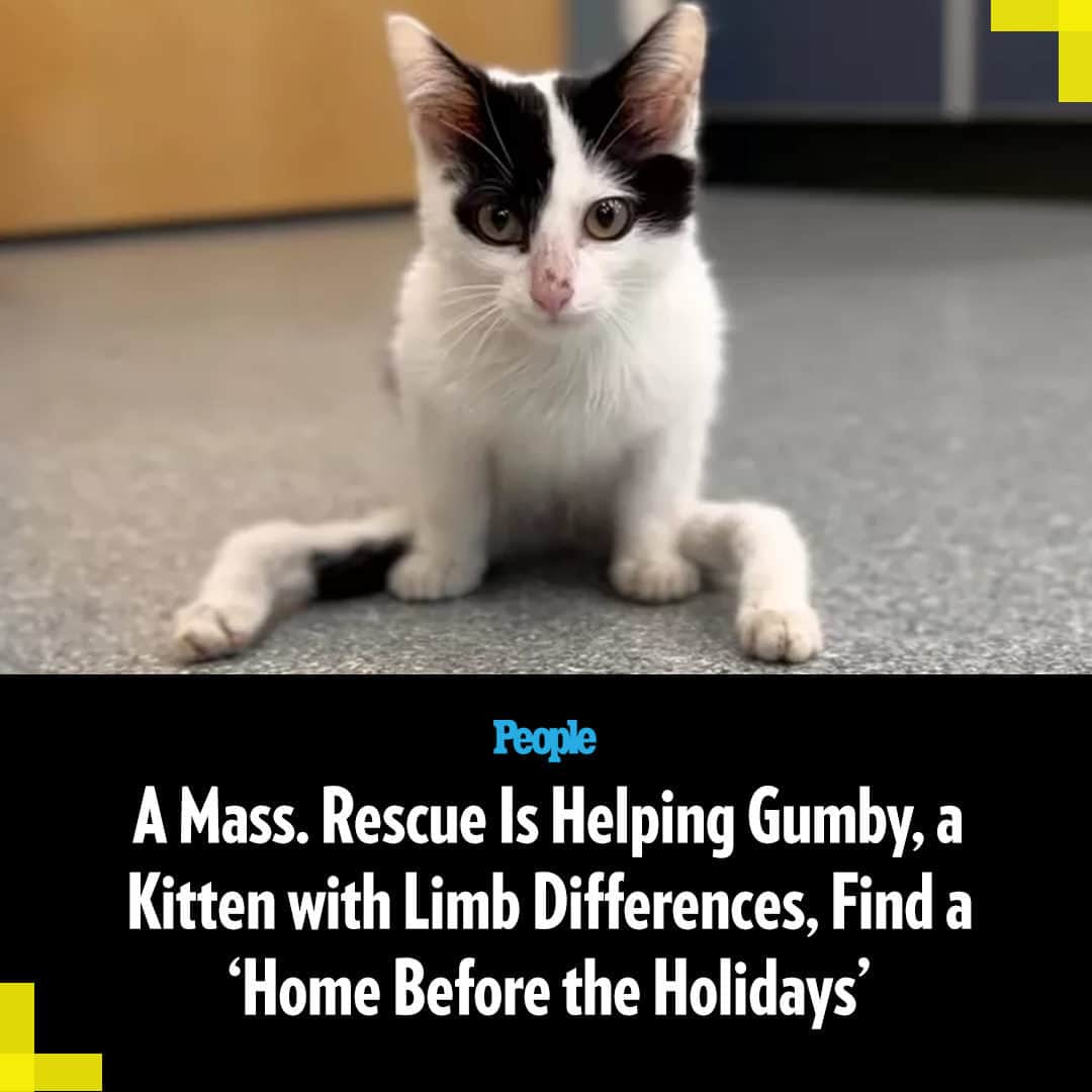 People Magazineのインスタグラム：「Meet Gumby, the 11-week-old kitten hoping to ring in 2024 in a forever home! 🐱❤️ "We've never seen a cat quite like this," Dr. Rebecca Fellman of Massachusetts Society for the Prevention of Cruelty to Animals-Angell Animal Medical Center (MSPCA-Angell) says.   The kitten's limb differences cause Gumby's back legs to rest at severe angles with limited mobility, but that hasn't kept the cat from getting around. 🙏 After enjoying Gumby's company for the past few weeks, MSPCA-Angell is ready to help the kitten find his forever home and is working to ensure he and his adopter are an ideal fit.  Tap the link in bio for more details!   📷: MSPCA-Angell」