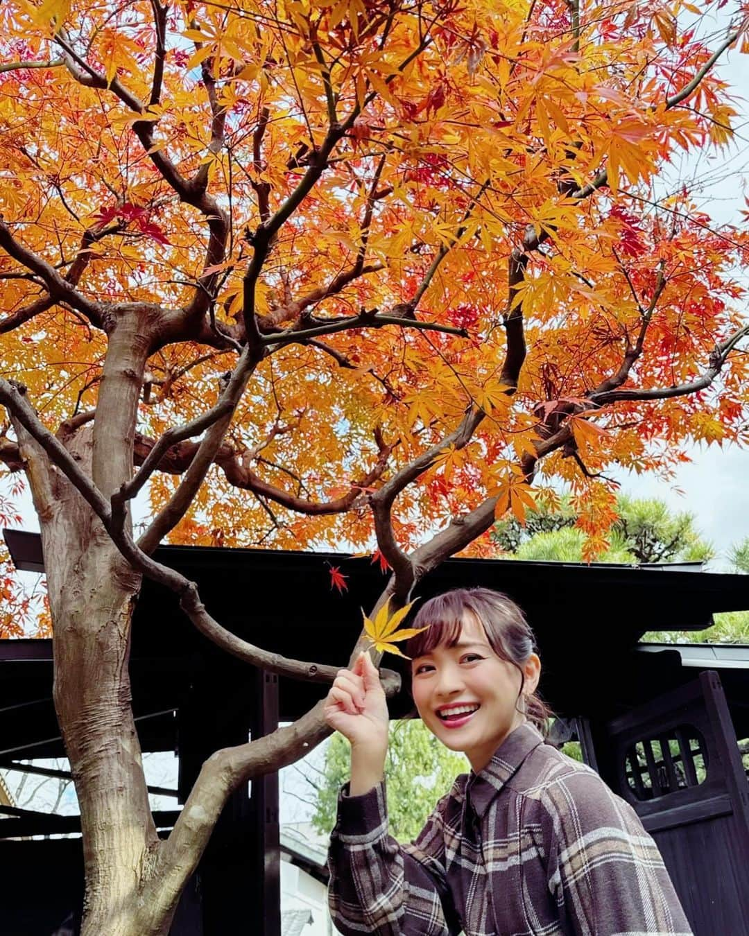 繁田美貴さんのインスタグラム写真 - (繁田美貴Instagram)「*＊ 昨日見た紅葉が見事でした♪ #ワタシが日本に住む理由 の収録現場のお庭 #様々な草木 が植えられていて #季節を楽しむ ことができて素敵なんです✨ #この時期の主役 は #紅葉 #モミジ #🍁 #さて今日は、TXNニュースの担当です☆ #テレ東 #アナウンサー #繁田美貴」12月2日 10時01分 - handa_miki