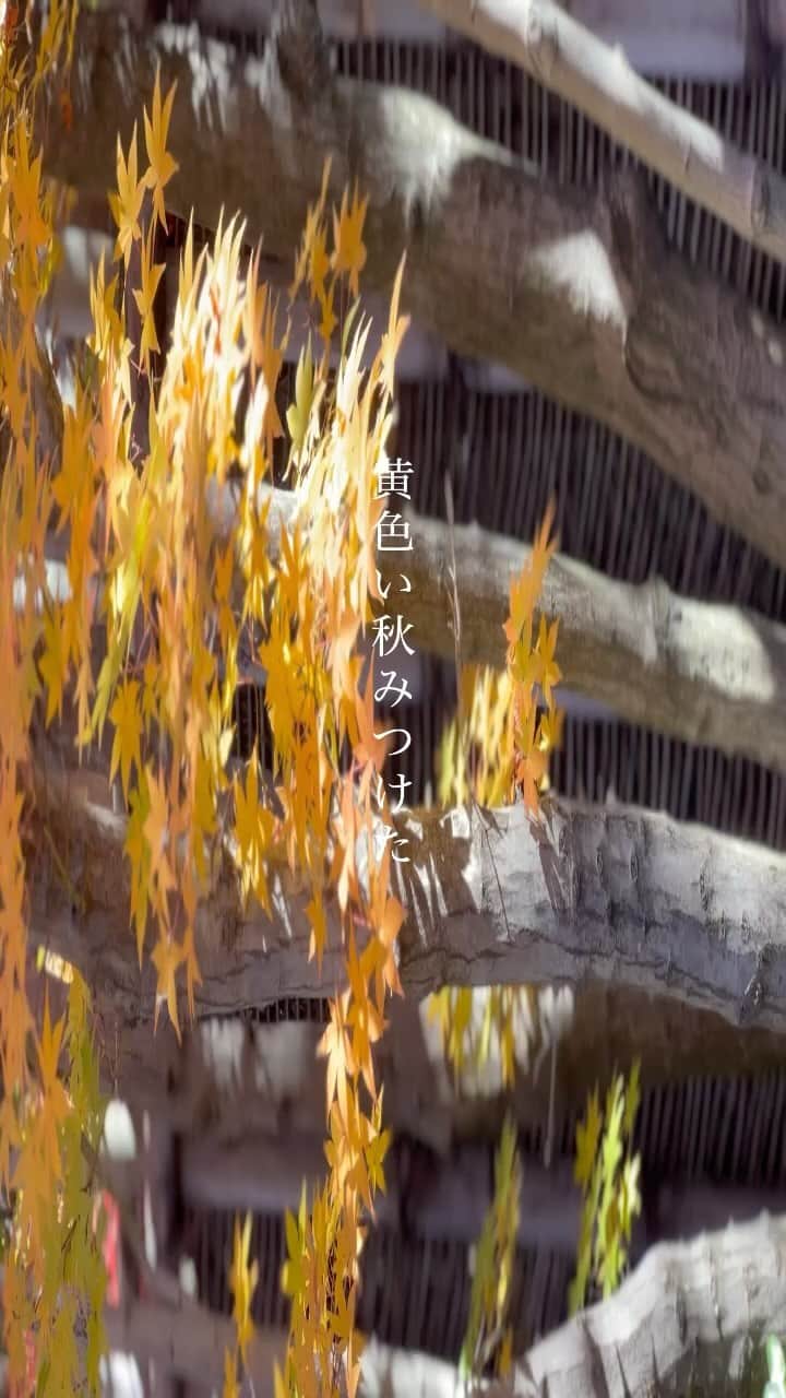 winpy-jijiiのインスタグラム：「黄色い秋を探しに姫路に、 #西国三十三所 #圓教寺 #播州清水寺 #一条寺 #姫路城 #好古園」
