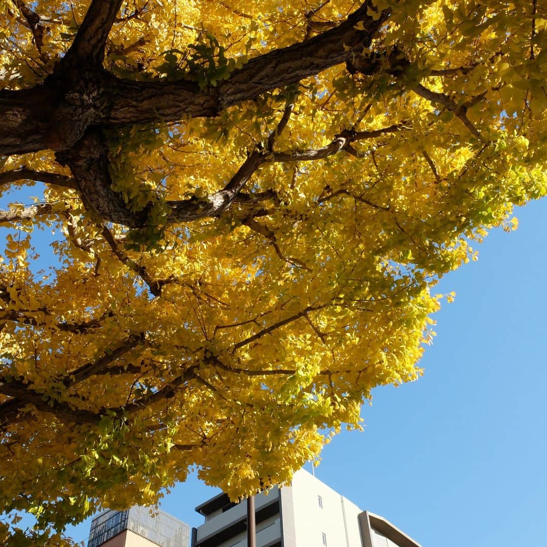 東京都庭園美術館さんのインスタグラム写真 - (東京都庭園美術館Instagram)「＼🍂秋の見どころをお届け🌰／#庭園の四季シリーズ  正門付近のイチョウが鮮やかな黄色になっており、みなさまをお迎えしています。例年より黄色が美しいという声も！当館にお越しの際はぜひ目印にしてみてください。  #東京都庭園美術館 #旧朝香宮邸 #庭園 #茶室 #東京 #紅葉 #お散歩 #tokyometropolitanteienartmuseum #teienartmuseum #garden #tokyo #tokyomuseums #Teien40th」12月2日 10時43分 - teienartmuseum