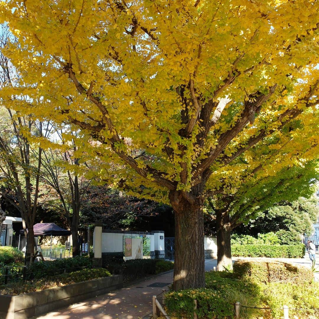 東京都庭園美術館のインスタグラム：「＼🍂秋の見どころをお届け🌰／#庭園の四季シリーズ  正門付近のイチョウが鮮やかな黄色になっており、みなさまをお迎えしています。例年より黄色が美しいという声も！当館にお越しの際はぜひ目印にしてみてください。  #東京都庭園美術館 #旧朝香宮邸 #庭園 #茶室 #東京 #紅葉 #お散歩 #tokyometropolitanteienartmuseum #teienartmuseum #garden #tokyo #tokyomuseums #Teien40th」