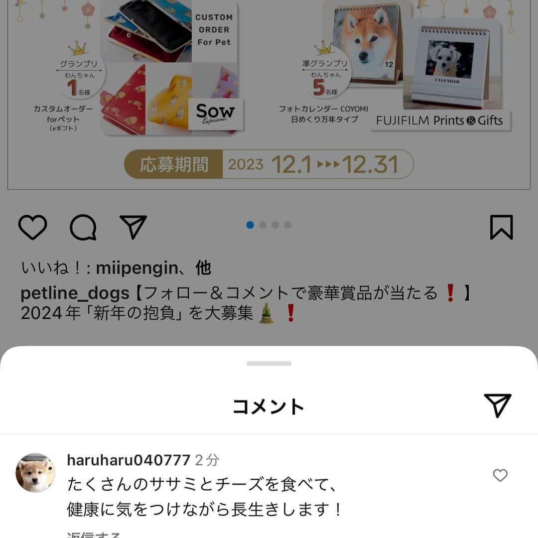 柴犬ハル&保護犬すずさんのインスタグラム写真 - (柴犬ハル&保護犬すずInstagram)「⛩️ . 『ハルの2024年の抱負は、 ササミとチーズが今年も食べられますように！ そして元気な一年になりますように🙏だよー！』 . ハルはもう来年の目標を決めました！ もうすぐ8歳だし健康的に長生きできるように、 ササミとチーズを相棒に元気に過ごしたいと思いまーす！ . そして今、　ペットラインさん　@petline_dogs  の インスタグラムをフォローしてペットラインの 【2024年「新年の抱負」大募集！】の投稿に、 わんちゃんと叶えたい新年の抱負をコメントすると、 豪華な商品が当たるキャンペーンが開催されています☺️🎁  グランプリ 　⭐️SOW EXPERIENCE 「カスタムオーダー for ペット（eギフト）」 (お気に入りのわんちゃんの写真を使って、 かわいいドット柄のオリジナルアイテムが作れるギフト)　1名様  準グランプリ 　⭐️FUJIFILIM Prints&Gifts 「フォトカレンダー COYOMI 日めくり万年タイプ」　5名様  応募期間 2023年12月1日（金）〜12月31日（日）  ぜひペットラインの公式アカウント@petline_dogs を フォローして、ペットラインの【2024年「新年の抱負」大募集！】 の投稿に2024年の抱負をコメントしてみてください🥳🧡  猫ちゃんと叶えたい新年の抱負も募集しているので 猫の飼い主さんは要チェックです！　@petline_cats   PR：ペットライン株式会社  #抱負って大事だよね #すずは相変わらず芋が食べたいそうです #飼い主も健康に過ごすことをお祈りします #健康第一が身に染みて分かるお年頃です . #柴犬#柴#kagoshima#dog#cat#鹿児島#赤柴#ねこ#猫#雑種#天文館#日本犬#保護犬を家族に#保護犬#元保護犬#姉妹#ペットライン #ペットラインいぬ部」12月2日 10時56分 - haruharu040777