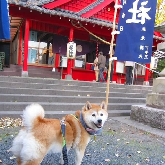 柴犬ハル&保護犬すずのインスタグラム：「⛩️ . 『ハルの2024年の抱負は、 ササミとチーズが今年も食べられますように！ そして元気な一年になりますように🙏だよー！』 . ハルはもう来年の目標を決めました！ もうすぐ8歳だし健康的に長生きできるように、 ササミとチーズを相棒に元気に過ごしたいと思いまーす！ . そして今、　ペットラインさん　@petline_dogs  の インスタグラムをフォローしてペットラインの 【2024年「新年の抱負」大募集！】の投稿に、 わんちゃんと叶えたい新年の抱負をコメントすると、 豪華な商品が当たるキャンペーンが開催されています☺️🎁  グランプリ 　⭐️SOW EXPERIENCE 「カスタムオーダー for ペット（eギフト）」 (お気に入りのわんちゃんの写真を使って、 かわいいドット柄のオリジナルアイテムが作れるギフト)　1名様  準グランプリ 　⭐️FUJIFILIM Prints&Gifts 「フォトカレンダー COYOMI 日めくり万年タイプ」　5名様  応募期間 2023年12月1日（金）〜12月31日（日）  ぜひペットラインの公式アカウント@petline_dogs を フォローして、ペットラインの【2024年「新年の抱負」大募集！】 の投稿に2024年の抱負をコメントしてみてください🥳🧡  猫ちゃんと叶えたい新年の抱負も募集しているので 猫の飼い主さんは要チェックです！　@petline_cats   PR：ペットライン株式会社  #抱負って大事だよね #すずは相変わらず芋が食べたいそうです #飼い主も健康に過ごすことをお祈りします #健康第一が身に染みて分かるお年頃です . #柴犬#柴#kagoshima#dog#cat#鹿児島#赤柴#ねこ#猫#雑種#天文館#日本犬#保護犬を家族に#保護犬#元保護犬#姉妹#ペットライン #ペットラインいぬ部」