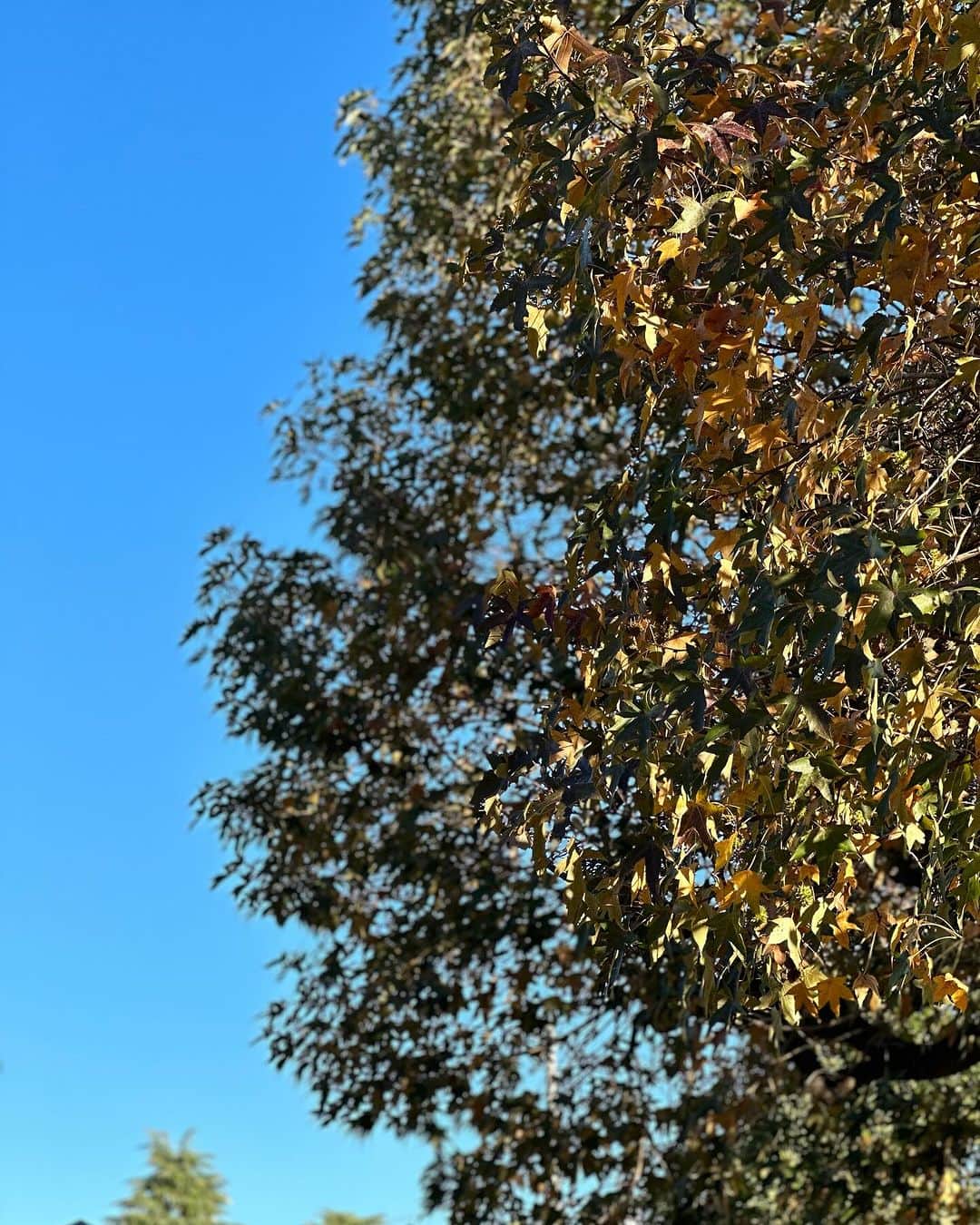 サルボ恭子さんのインスタグラム写真 - (サルボ恭子Instagram)「冬の朝  まもなく気づいて、葉が落ちることでしょう🍂  #私の仕込み風景の合間#私の仕込み風景#師走だそうです#サルボ恭子#kyokosalbot」12月2日 11時04分 - kyokosalbot