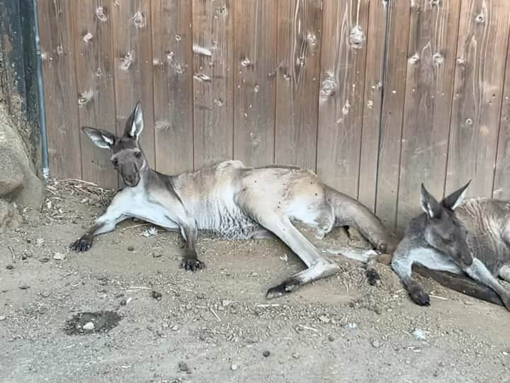 長江里加のインスタグラム：「🌵 カンガルーがお尻ポリポリしてくつろいでて面白かった🤣 そして、サボテンの名前が ○○○丸、○○○マル、とかが多くて、 親近感を得たまる。」