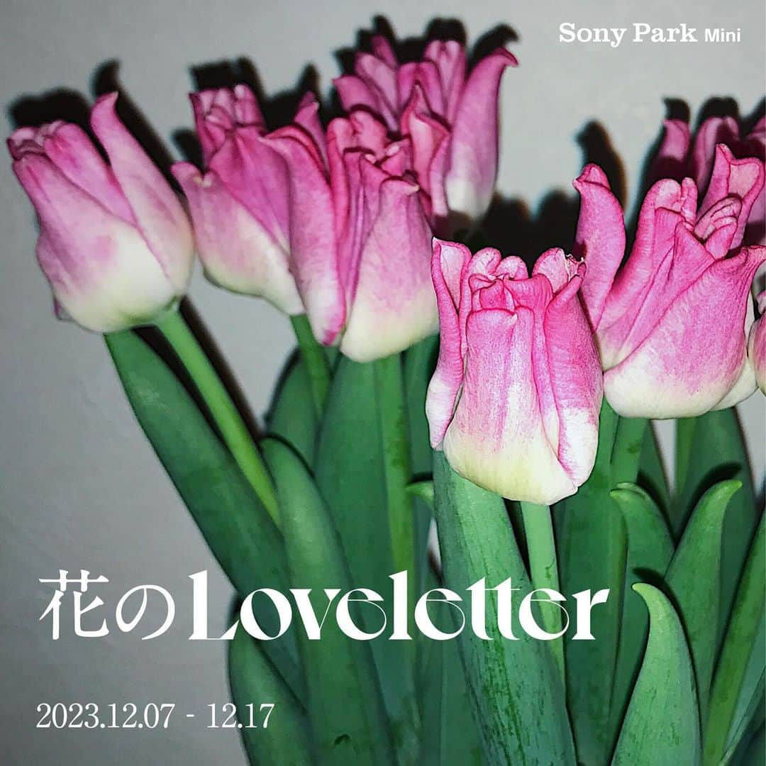 GINZA SONY PARK PROJECTのインスタグラム：「【告知：12/7(Thu)〜12/17(Sun)『花のLoveletter』/ New Program info：”Flower Loveletter” 】  12/7(火)からの11日間は、Sony Park Miniがお花屋さんになります。  "Sony Park Mini" will be enchanted as a lovely flower shop for 11 days starting on Tuesday, Dec 7th.  ————————⁠  花を飾ると、部屋も、ちょっと晴れやかに。 花を贈ると、相手も自分も、なんだか嬉しい。  特別な日じゃなくて、いつもの日だっていい。  そんな花のあるひとときを 新中野のフラワーショップ・LOVELETTERが Sony Park Miniからお届けします。  LOVELETTERは、 かわいいけど、かわいいだけじゃない、 そんな花たちを日々大事にしています。 たとえば、チューリップ。 切花でも、開いたり閉じたり、常に変化していて じっくり見ていて飽きない花です。  今回Sony Park Miniでどんな花を並べよう？と思った時、 普段見るような蘭とはちょっと違う、 ユニークで気軽な1本の蘭や、 一般的なガーベラだって、 変わり咲きで珍しいものを用意したり、 どんな花も、それが1本でも主役になるような花を 選んでみました。  手紙を書くように、想いを馳せながら、 花と1本1本じっくり向き合ってもらえたら嬉しいです。  LOVELETTER  -————————⁠ 『花のLoveletter』 12/7(Thu)〜12/17(Sun) 11:00-19:00 at Sony Park Mini -————————⁠  @loveletter_meme  #花のLoveletter #LoveLetter #SonyPark #Ginza #GinzaSonyParkProject」