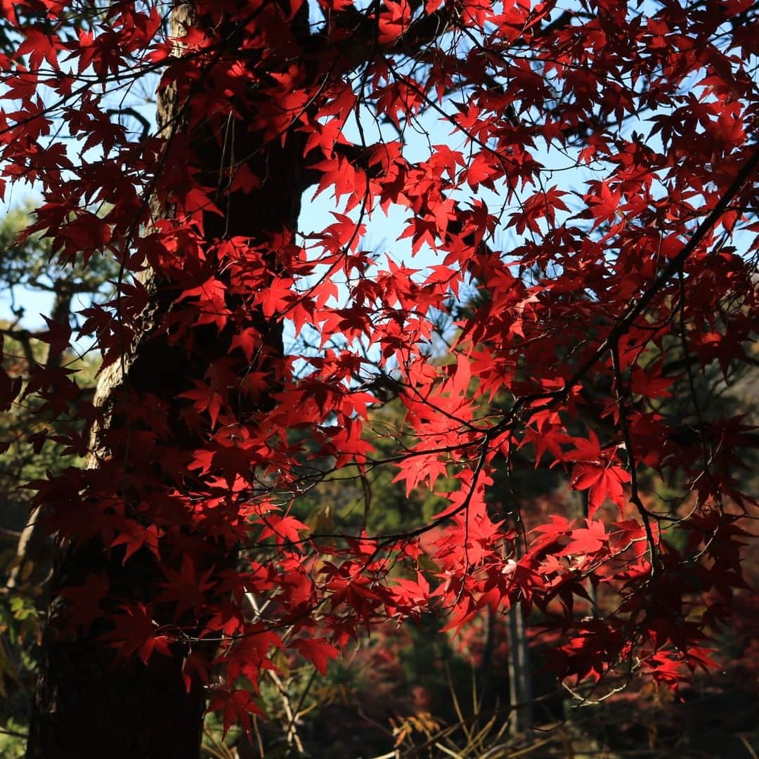 松田洋治さんのインスタグラム写真 - (松田洋治Instagram)「秋深し　やる事山積みなれど　ちょっと一息」12月2日 11時54分 - youjimat