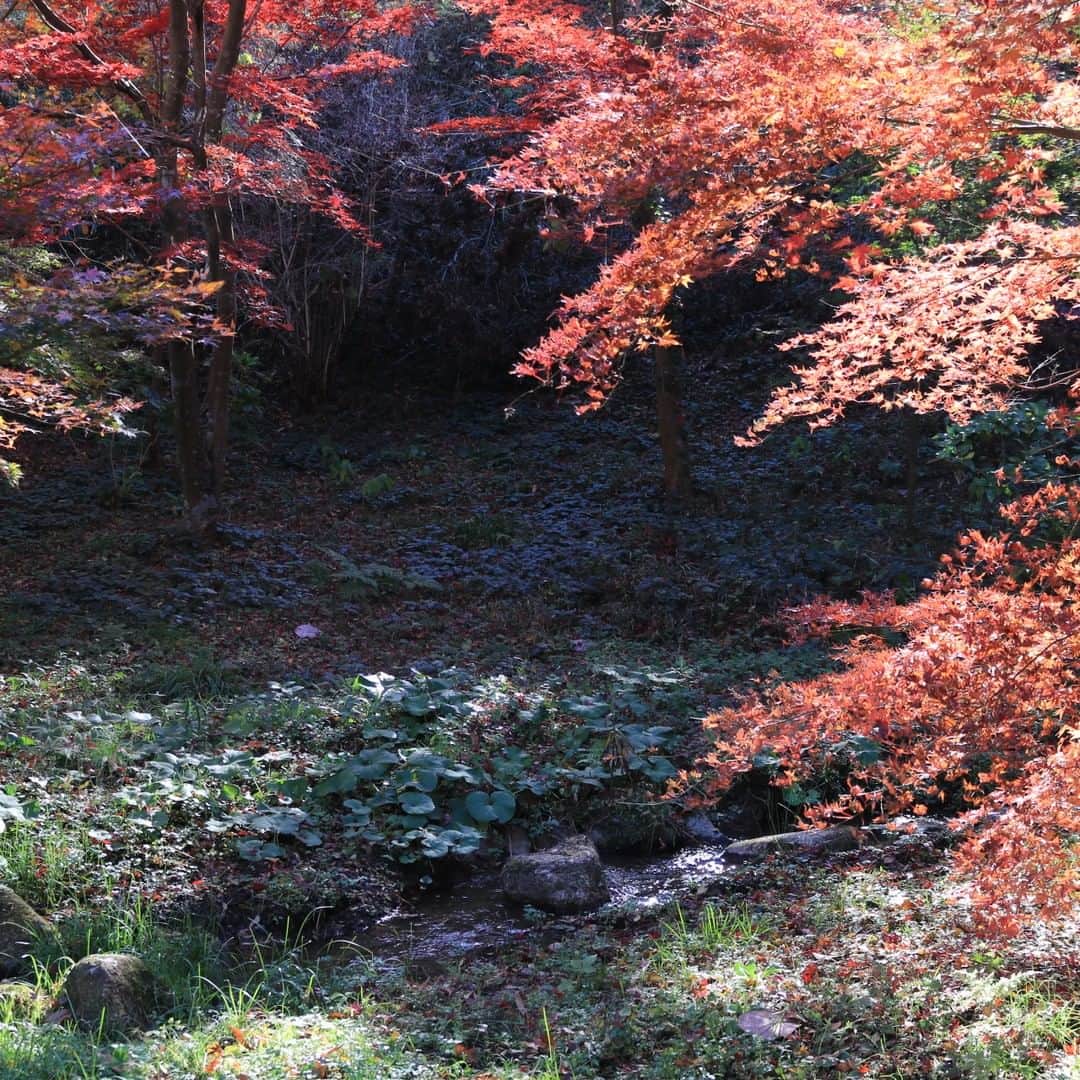松田洋治のインスタグラム：「秋深し　やる事山積みなれど　ちょっと一息」