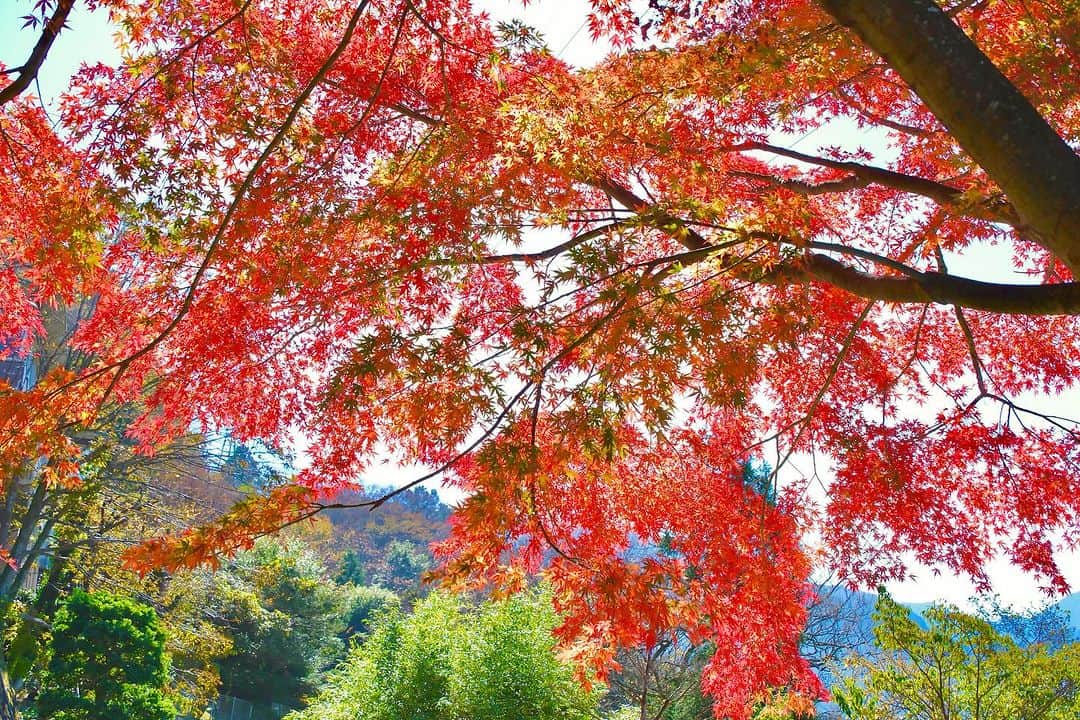豊大槻のインスタグラム：「Camera: X-H2 56mm f6.3 SS1/500 ISO400 ・ ・ 今朝は冷えた〜 この辺りは4℃でした🥶 ・ ・ 紅葉おもグッと色づいたように見えます。 ・ ・ #もみじ  #紅葉  #風景  #自然  #写真  #写真好きな人と繋がりたい  #カメラマン  #映像クリエイター  #花が好き  #自然が好き  #海が好き  #星空が好き  #癒し  #autumnvibes  #maple  #view  #morningview  #healing  #photo  #tree  #photography  #nature」