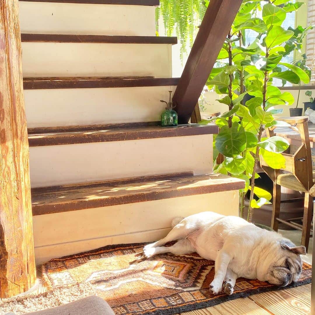 のインスタグラム：「チャントヒナタネラッテコブタオチテル  #pug #ひぐち猫 #ひぐちお茶目」