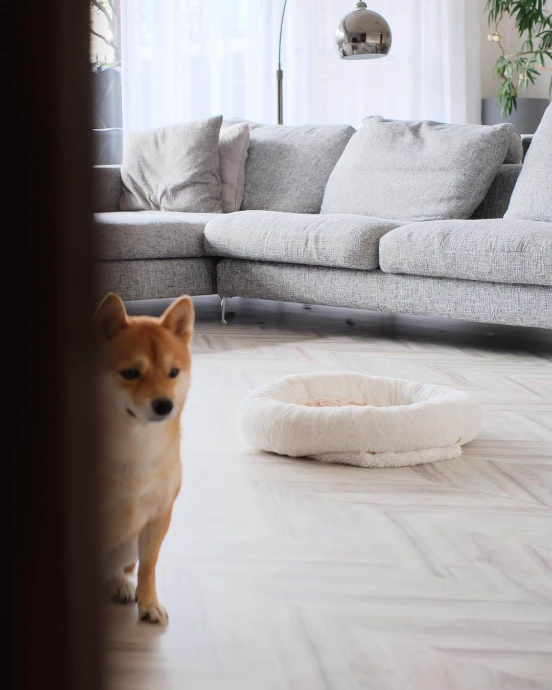 小山田早織さんのインスタグラム写真 - (小山田早織Instagram)「🛋️ 🤍  休日の朝 と ふわふわのまめこ 🐕  来月お引越しなので 今のおうちを記録していきます📷  #インテリア #リビングダイニング  #interior  #doglife #homestyle」12月2日 12時59分 - saorioyamada