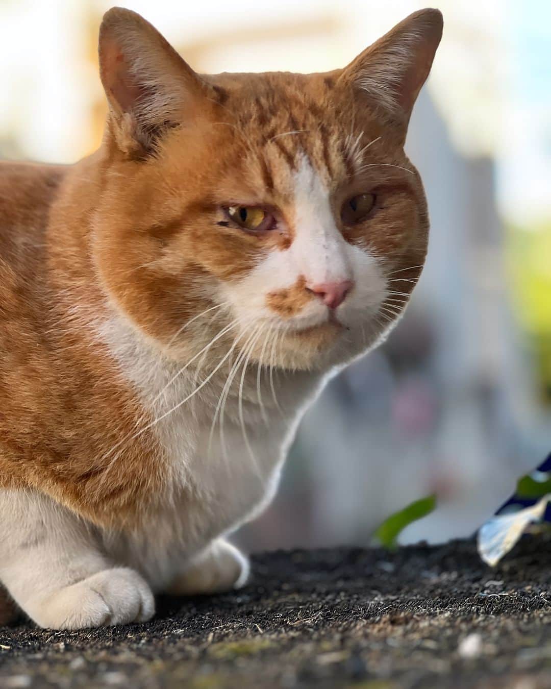 Kachimo Yoshimatsuのインスタグラム：「おはようちゃめし｡ おおお、いい顔してる｡  #うちの猫ら #猫 #ねこ #ニャンスタグラム #にゃんすたぐらむ #chameshi #ねこのきもち #cat #ネコ #catstagram #ネコ部 http://kachimo.exblog.jp」