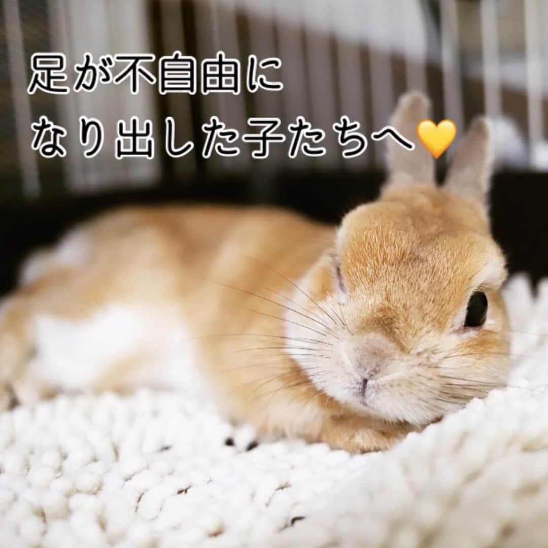 モキュさんのインスタグラム写真 - (モキュInstagram)「最近、立て続けに 同じような質問が届いたので 投稿でもお伝えします🐰  「うちの子の足が悪くなって来て どうしたらいいですか？」  「介護が必要になりました。 どうしたら良いですか？」  という質問が来ました。  1番は、うさぎの専門家（獣医や専門店の方）に 聞くのがいいと思います❗️  私から伝えられる事は  安全な環境を整えてあげてください💛  足が不自由になると 転んだりし易くなるのと 足に負担がかかっていると思うので  バスマットを敷いてやってください。 （齧る子は、わかりません！ごめんなさい！）  私が使っていたものは AEONに売っていたバスマットです。  AEONカード会員の日に まとめ買いしてました😂  5〜6枚は持っていたかと思います。  色は、アイボリー、ピンク ブルーとありましたが  ブルーが1番オススメです。  動物は青い色が落ち着くと 何処かで読んだからです😂  でも、それ以上に おしっこの色が分かりやすいからです！  足が不自由になると 下半身の筋力が衰えるので 排尿もし辛くなります。  なので、オシッコがちゃんと出てるかな？と 確認する事は大事で 見つけやすいのはブルーでした。  足が不自由になると、想像もしなかった 転び方をするようになります。  毛繕いをしようとして、後ろにひっくり返って 転ぶ時もありました😣  背中を打ってしまうので 打ち所が悪いと一大事に繋がりかねないので  転んでも安全な環境を作る！  それが、大切かなと思います。  完全に寝たきりになってからは premium SUSUという バスマットを使っていました。  これは！寝たきりの子には 本当にオススメです！  オシッコで皮膚が荒れたのも このマットに変えてから 改善されました！  ただ、まだ自分で立ててた頃は これを使うと、ふわふわ過ぎて 足場が不安定になっていました。 （モキュの場合）  そのほか、身体のお手入れに関しては 楽天ルームに使っていたものを まとめているので見てみてください。  高齢の子の脚が不自由になるのは 老化現象なのでしょうがない部分がありますが  私は通いつけの病院で レーザー治療をしていただいてました。  それで脚が完治するものでは無いですが 痛みの緩和には繋がっていたと思います。  現に、レーザー治療をした後は 足の動きが良くなっていたので✨  私は近場になかったので、行った事は無いのですが 鍼治療をしてくれる病院もあるそうで 通われているウサギさんもいらっしゃいました。  ただ、足が不自由になるのはもう高齢だから…と 決めつけは絶対に良くないので！  必ず！うさぎの診療がキチンと出来る！ 病院で診察してもらってくださいね！」12月2日 14時22分 - moqsama