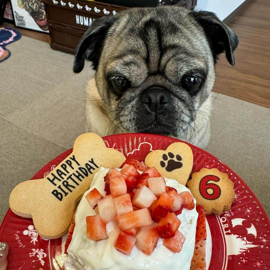 古川優香さんのインスタグラム写真 - (古川優香Instagram)「だいすきなふくみ 6歳のお誕生日おめでとう🩷 とりあえず半分あげてんけど一口目で8割かぶりついてびびった」12月2日 15時04分 - iamyukaf