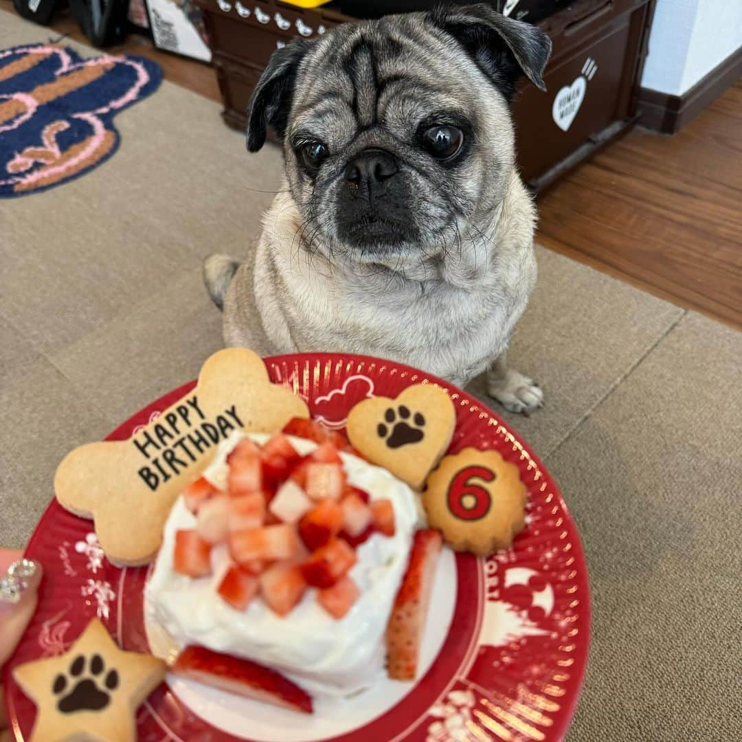 古川優香さんのインスタグラム写真 - (古川優香Instagram)「だいすきなふくみ 6歳のお誕生日おめでとう🩷 とりあえず半分あげてんけど一口目で8割かぶりついてびびった」12月2日 15時04分 - iamyukaf