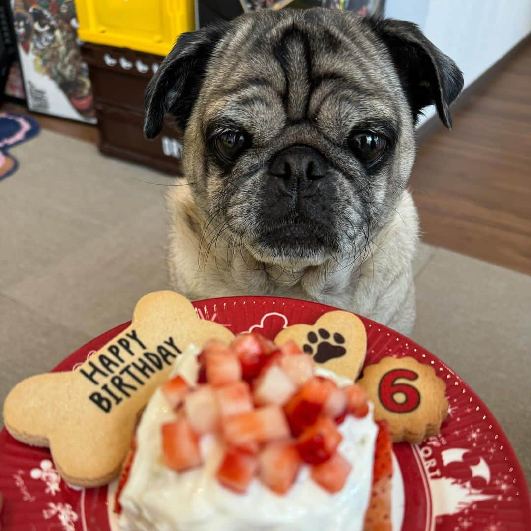 古川優香さんのインスタグラム写真 - (古川優香Instagram)「だいすきなふくみ 6歳のお誕生日おめでとう🩷 とりあえず半分あげてんけど一口目で8割かぶりついてびびった」12月2日 15時04分 - iamyukaf