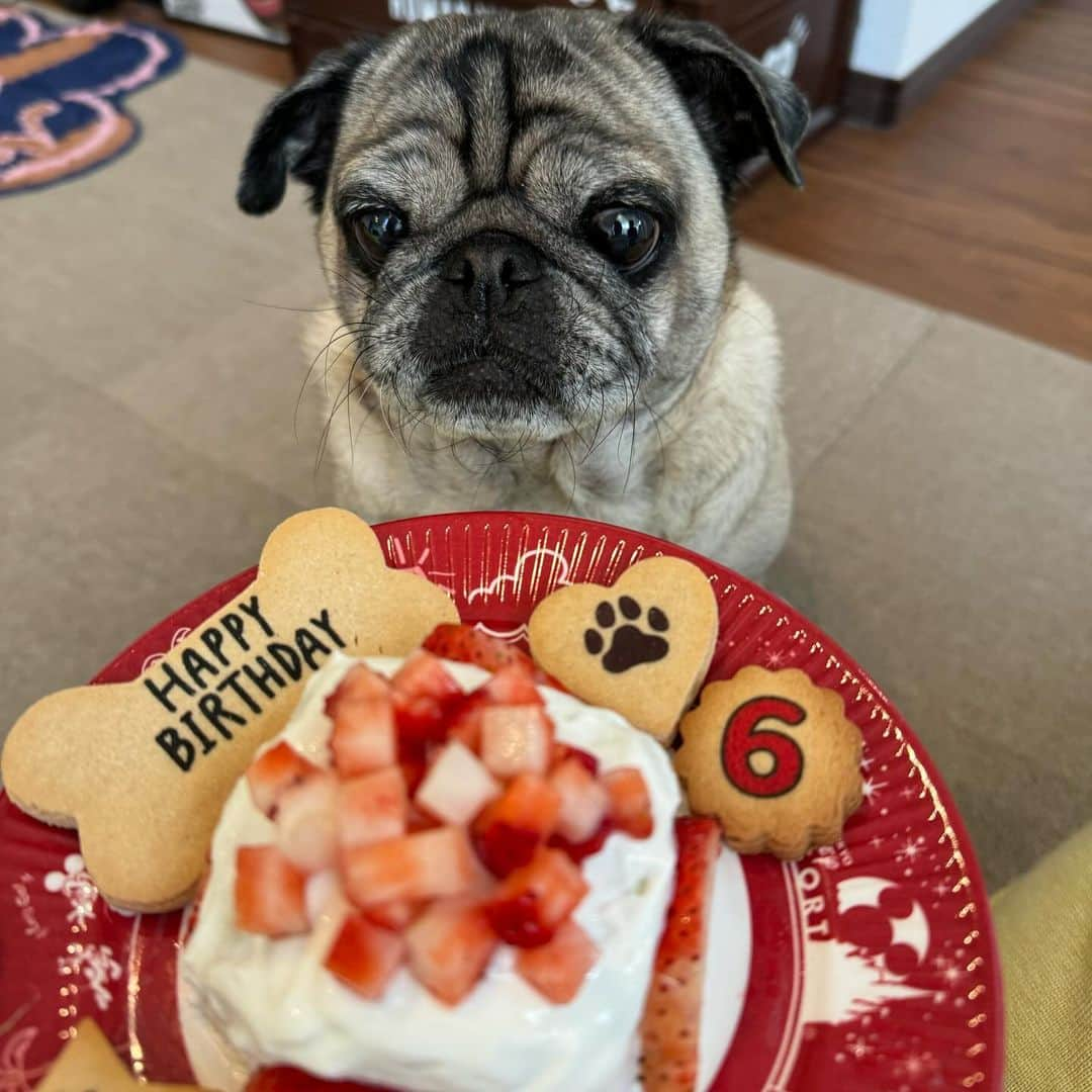 古川優香のインスタグラム：「だいすきなふくみ 6歳のお誕生日おめでとう🩷 とりあえず半分あげてんけど一口目で8割かぶりついてびびった」