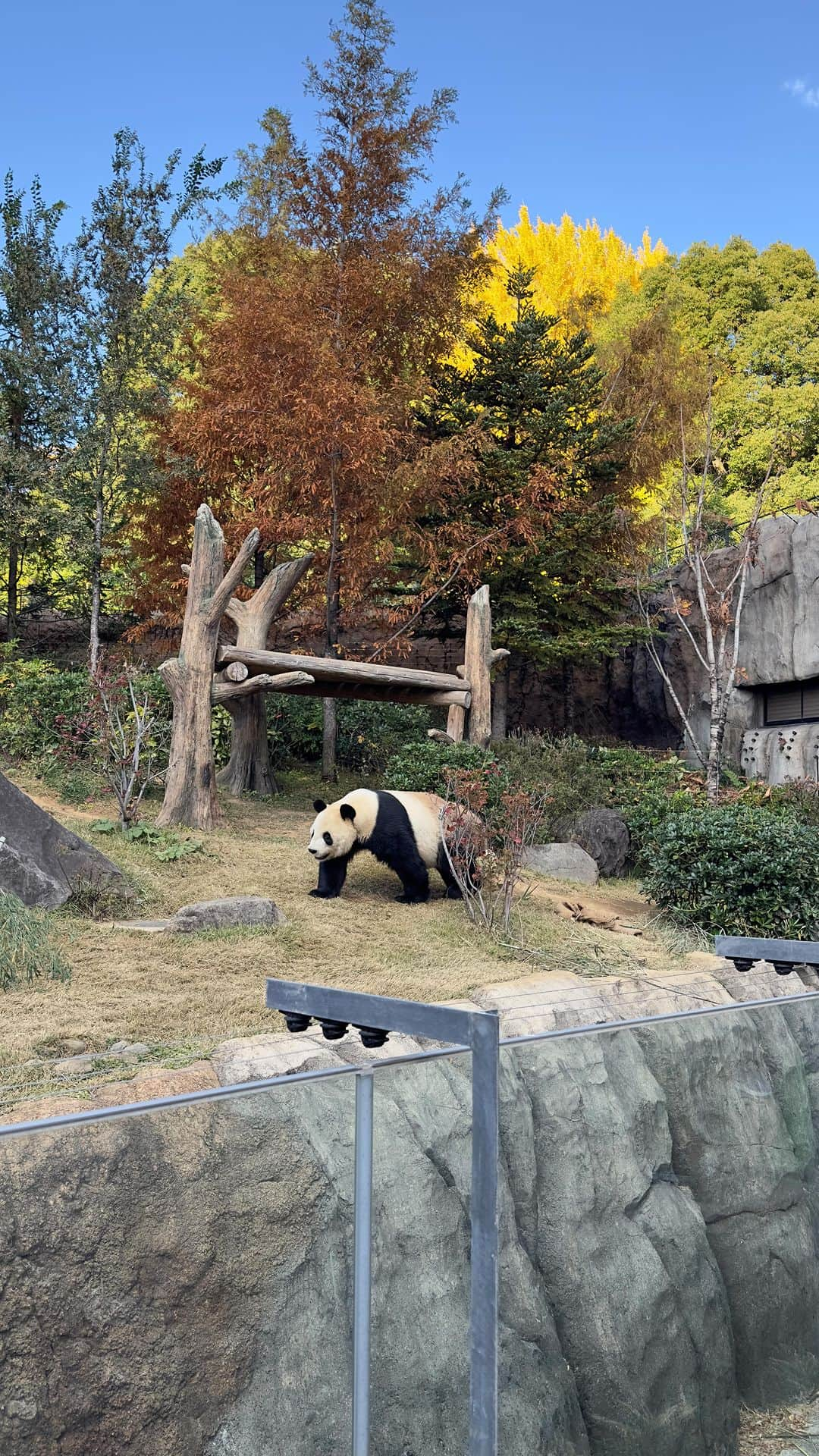 富田麻帆のインスタグラム：「パンダのリーリー🐼 まさかのタイミングに遭遇しちゃったかも💨  #リーリー #パンダ #上野動物園 #上野動物園パンダ」