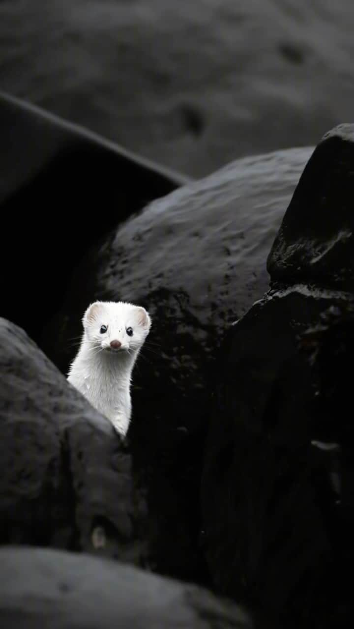 Earth Picsのインスタグラム：「@sergiushannan_photography “Alaska is full of surprises! Ermine or “short-tailed weasels” are known to take down impressive prey as large as snowshoe hares, but they are also incredibly opportunistic. These ermine on Kodiak Island and other coastal environments get their paws wet by fishing the tide pools!”」