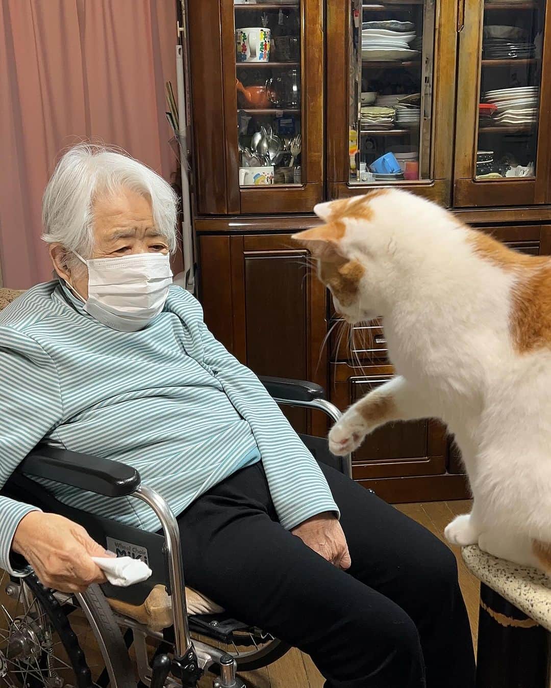 Kachimo Yoshimatsuさんのインスタグラム写真 - (Kachimo YoshimatsuInstagram)「バーバさんが、遊んでくれた。 バーバさんを、遊んであげた。 バーバさんと、遊んだ。  #うちの猫ら #猫 #oinari #ねこ #ニャンスタグラム #にゃんすたぐらむ #ねこのきもち #cat #ネコ #catstagram #ネコ部 http://kachimo.exblog.jp」12月3日 1時08分 - kachimo