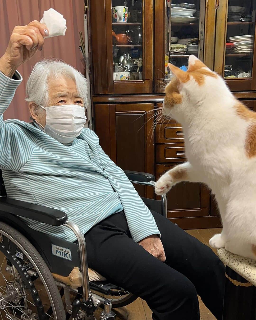 Kachimo Yoshimatsuさんのインスタグラム写真 - (Kachimo YoshimatsuInstagram)「バーバさんが、遊んでくれた。 バーバさんを、遊んであげた。 バーバさんと、遊んだ。  #うちの猫ら #猫 #oinari #ねこ #ニャンスタグラム #にゃんすたぐらむ #ねこのきもち #cat #ネコ #catstagram #ネコ部 http://kachimo.exblog.jp」12月3日 1時08分 - kachimo