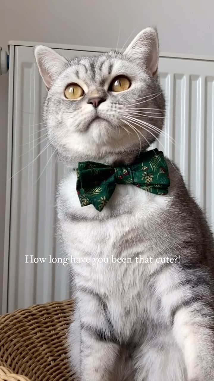 catinberlinのインスタグラム：「Hooow cute is he?! Cute but naughty, always. 😅 Wearing our newest bow-tie from our Catmas collection. Out now. 😻 catinberlin.com  #catinberlin #cats #catsofinstagram #kitty #pets #cat #petsofinstagram #cute #adorable #weeklyfluff #katze #weihnachten #christmas #reel #xmas #reelsinstagram #reelitfeelit #reelsvideo #reelsviral」