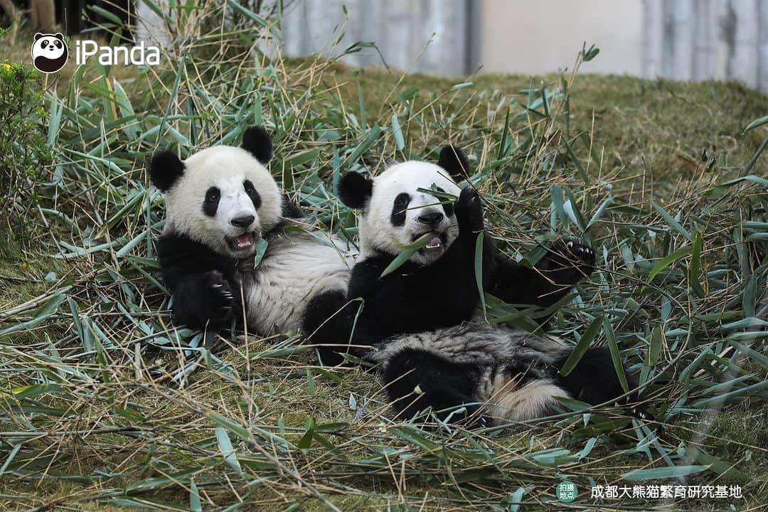 iPandaさんのインスタグラム写真 - (iPandaInstagram)「What is happiness? When I need a friend, you are always there right by my side. (Jiao Yi & Zhi Yu) 🐼 🐼 🐼 #Panda #iPanda #Cute #PandaPic #ChengduPandaBase  For more panda information, please check out: https://en.ipanda.com」12月2日 17時30分 - ipandachannel