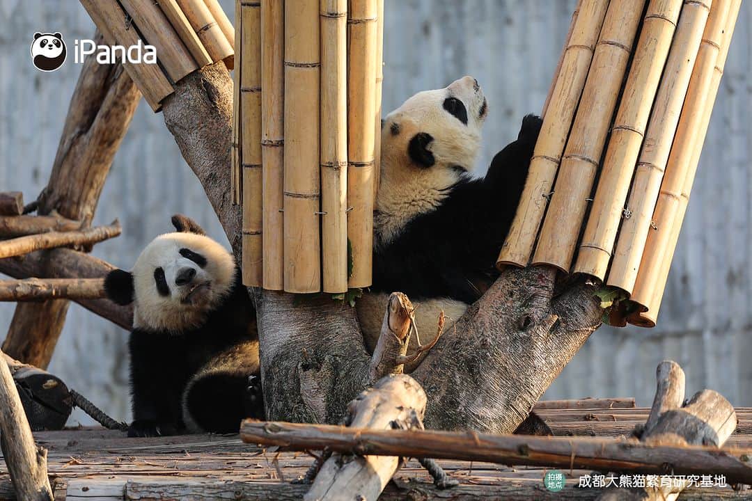 iPandaさんのインスタグラム写真 - (iPandaInstagram)「What is happiness? When I need a friend, you are always there right by my side. (Jiao Yi & Zhi Yu) 🐼 🐼 🐼 #Panda #iPanda #Cute #PandaPic #ChengduPandaBase  For more panda information, please check out: https://en.ipanda.com」12月2日 17時30分 - ipandachannel