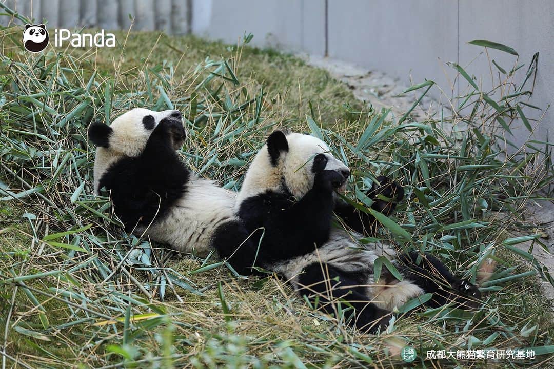 iPandaさんのインスタグラム写真 - (iPandaInstagram)「What is happiness? When I need a friend, you are always there right by my side. (Jiao Yi & Zhi Yu) 🐼 🐼 🐼 #Panda #iPanda #Cute #PandaPic #ChengduPandaBase  For more panda information, please check out: https://en.ipanda.com」12月2日 17時30分 - ipandachannel