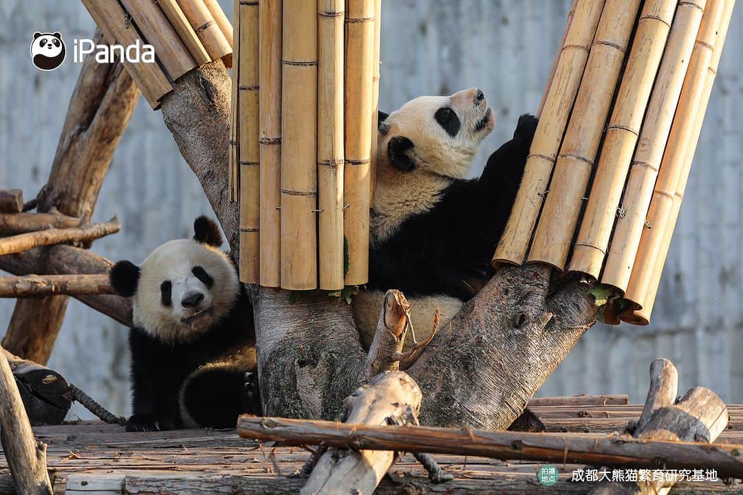 iPandaさんのインスタグラム写真 - (iPandaInstagram)「What is happiness? When I need a friend, you are always there right by my side. (Jiao Yi & Zhi Yu) 🐼 🐼 🐼 #Panda #iPanda #Cute #PandaPic #ChengduPandaBase  For more panda information, please check out: https://en.ipanda.com」12月2日 17時30分 - ipandachannel