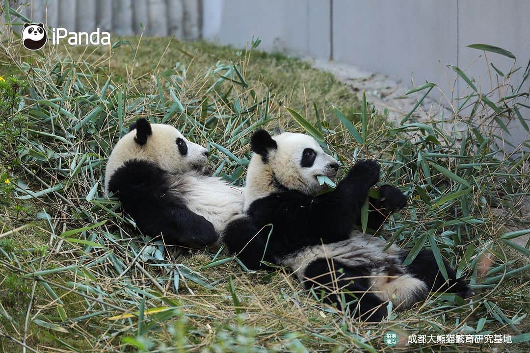 iPandaさんのインスタグラム写真 - (iPandaInstagram)「What is happiness? When I need a friend, you are always there right by my side. (Jiao Yi & Zhi Yu) 🐼 🐼 🐼 #Panda #iPanda #Cute #PandaPic #ChengduPandaBase  For more panda information, please check out: https://en.ipanda.com」12月2日 17時30分 - ipandachannel