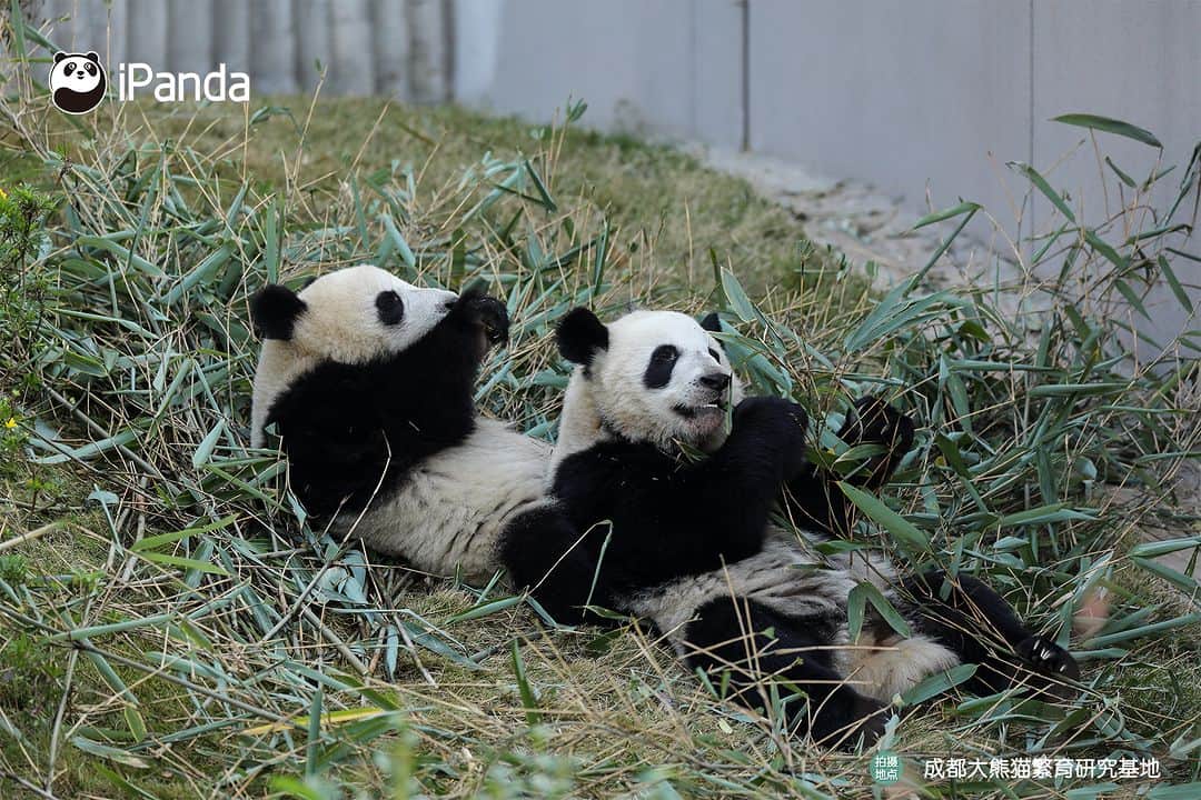 iPandaさんのインスタグラム写真 - (iPandaInstagram)「What is happiness? When I need a friend, you are always there right by my side. (Jiao Yi & Zhi Yu) 🐼 🐼 🐼 #Panda #iPanda #Cute #PandaPic #ChengduPandaBase  For more panda information, please check out: https://en.ipanda.com」12月2日 17時30分 - ipandachannel
