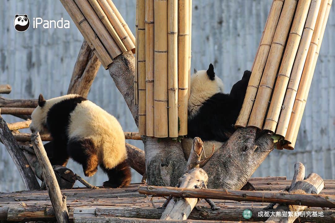 iPandaさんのインスタグラム写真 - (iPandaInstagram)「What is happiness? When I need a friend, you are always there right by my side. (Jiao Yi & Zhi Yu) 🐼 🐼 🐼 #Panda #iPanda #Cute #PandaPic #ChengduPandaBase  For more panda information, please check out: https://en.ipanda.com」12月2日 17時30分 - ipandachannel
